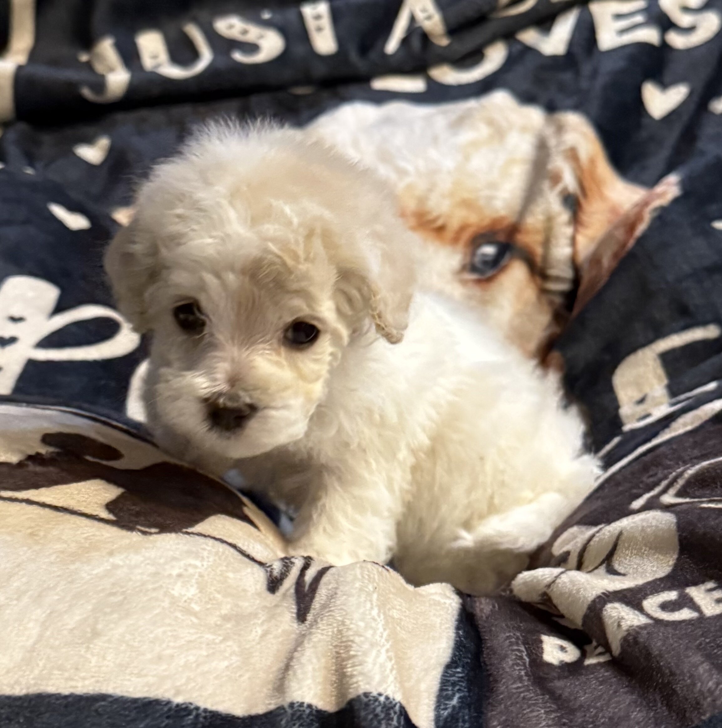Toy poodles image 1