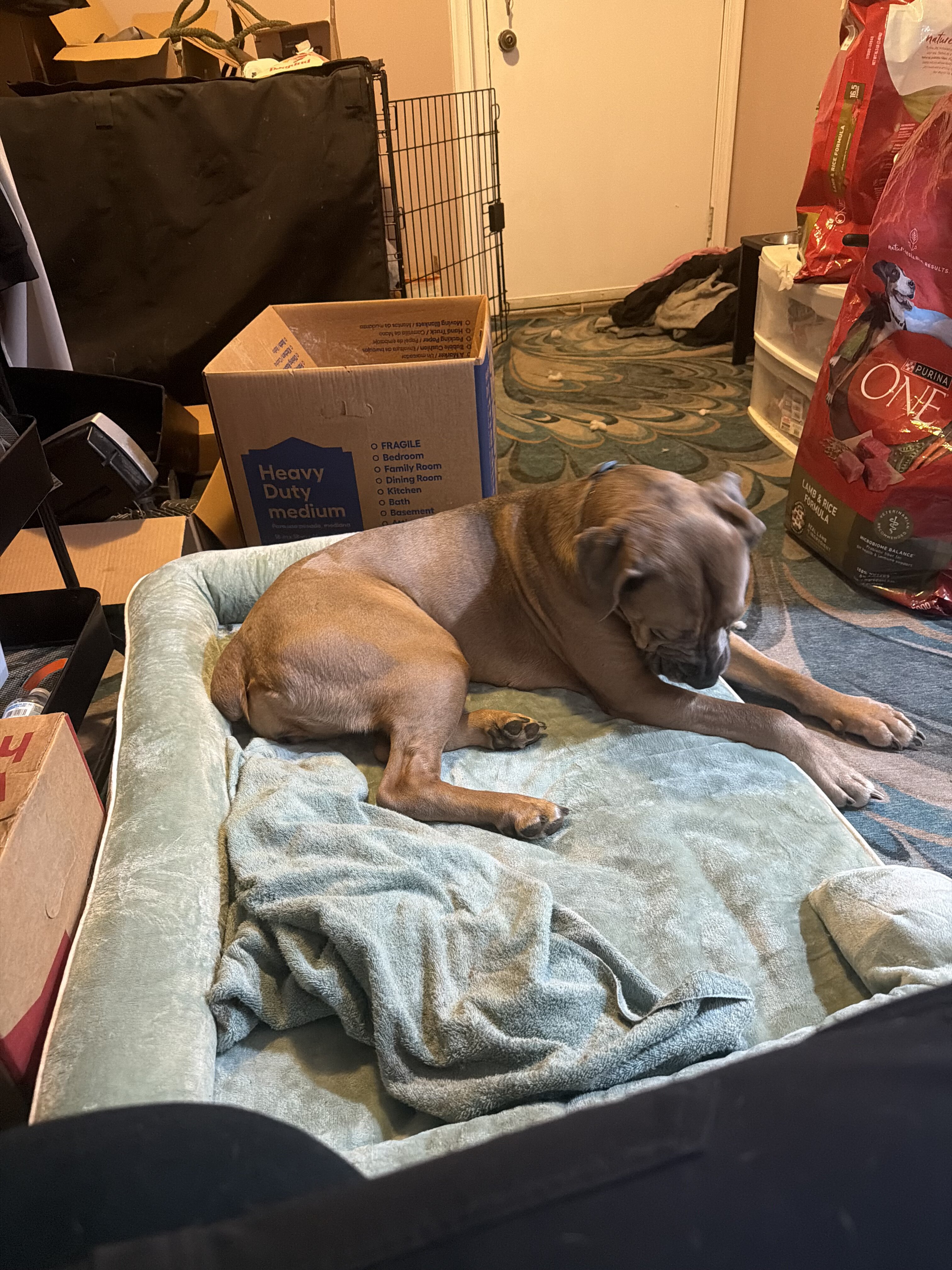 need home for cane corso image 1