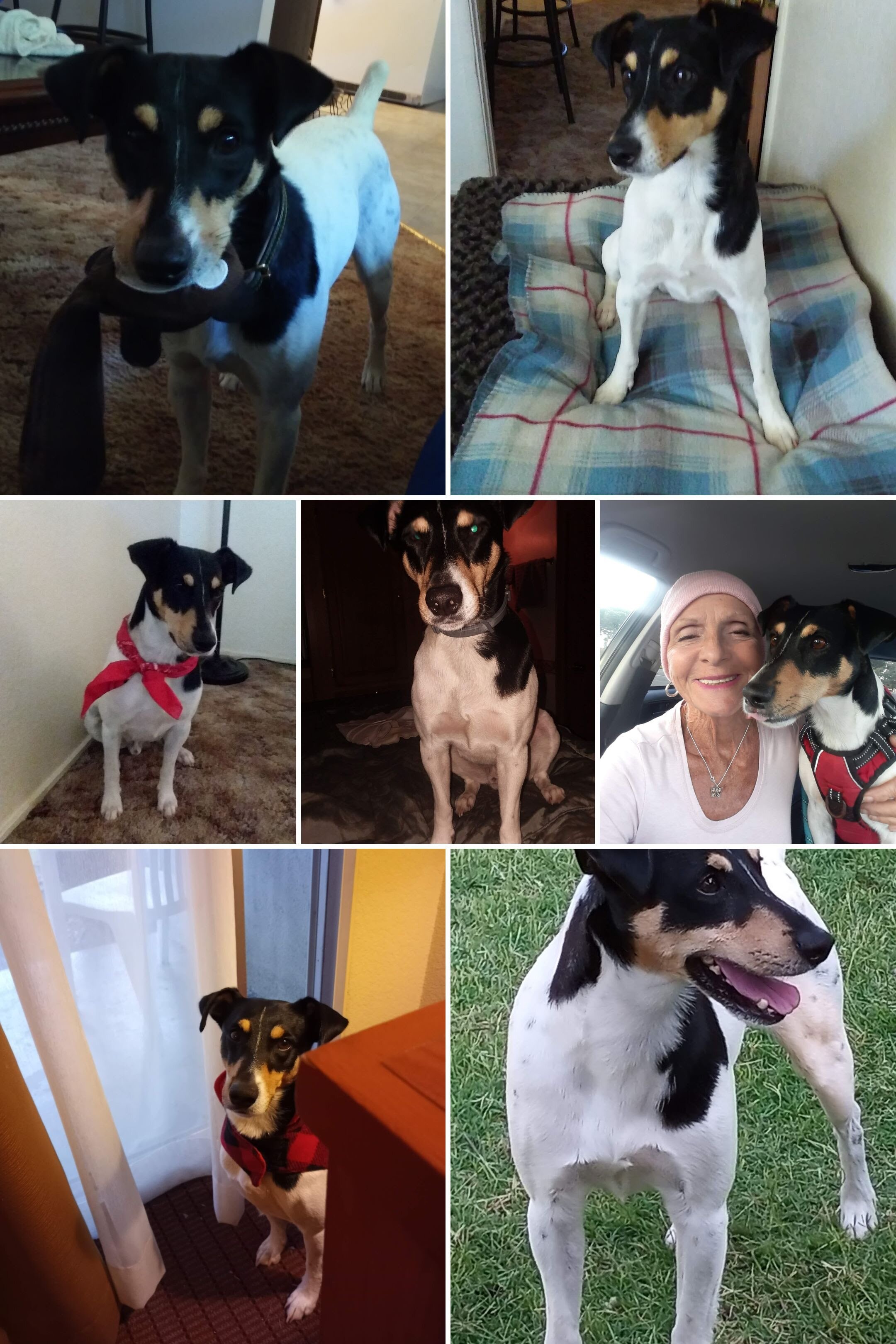 Jack Russell image 4