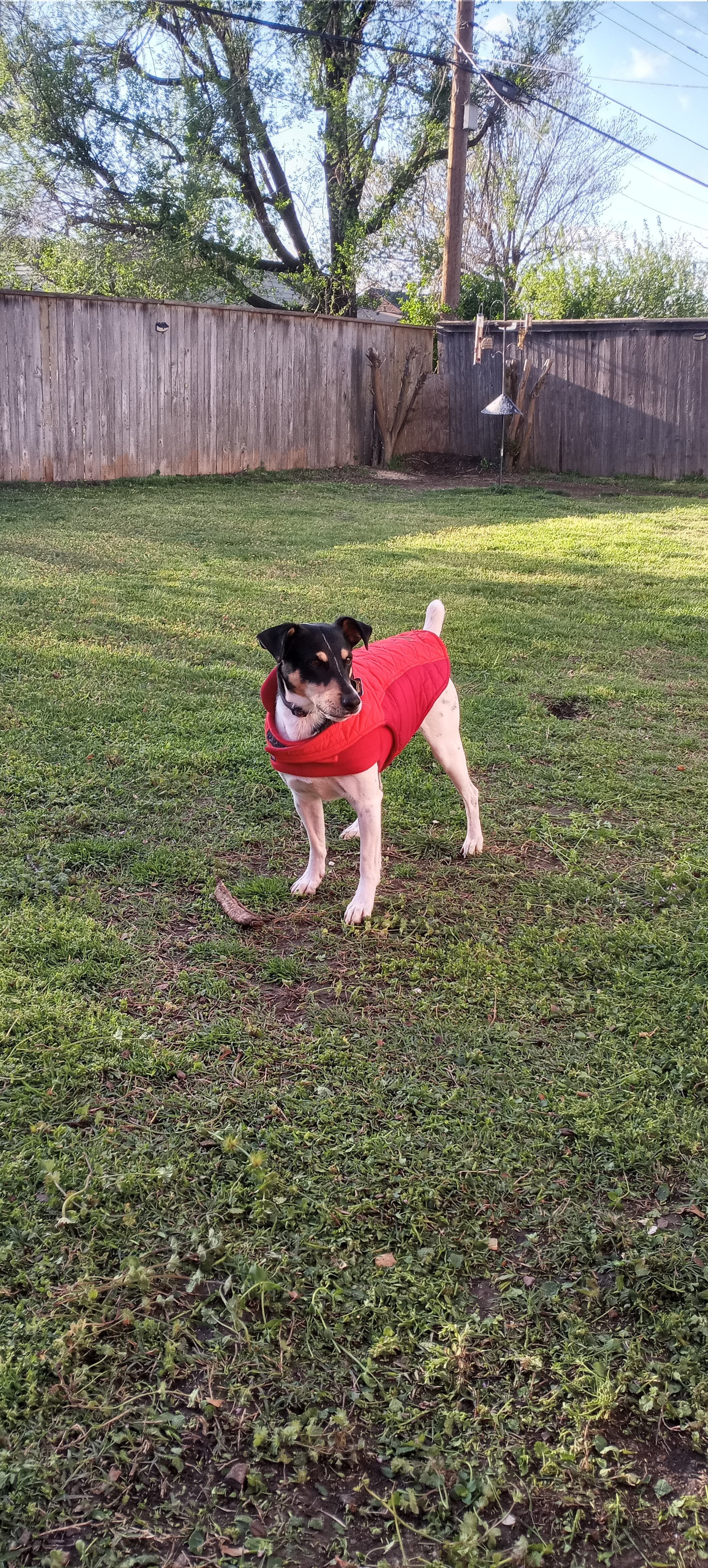 Jack Russell image 1