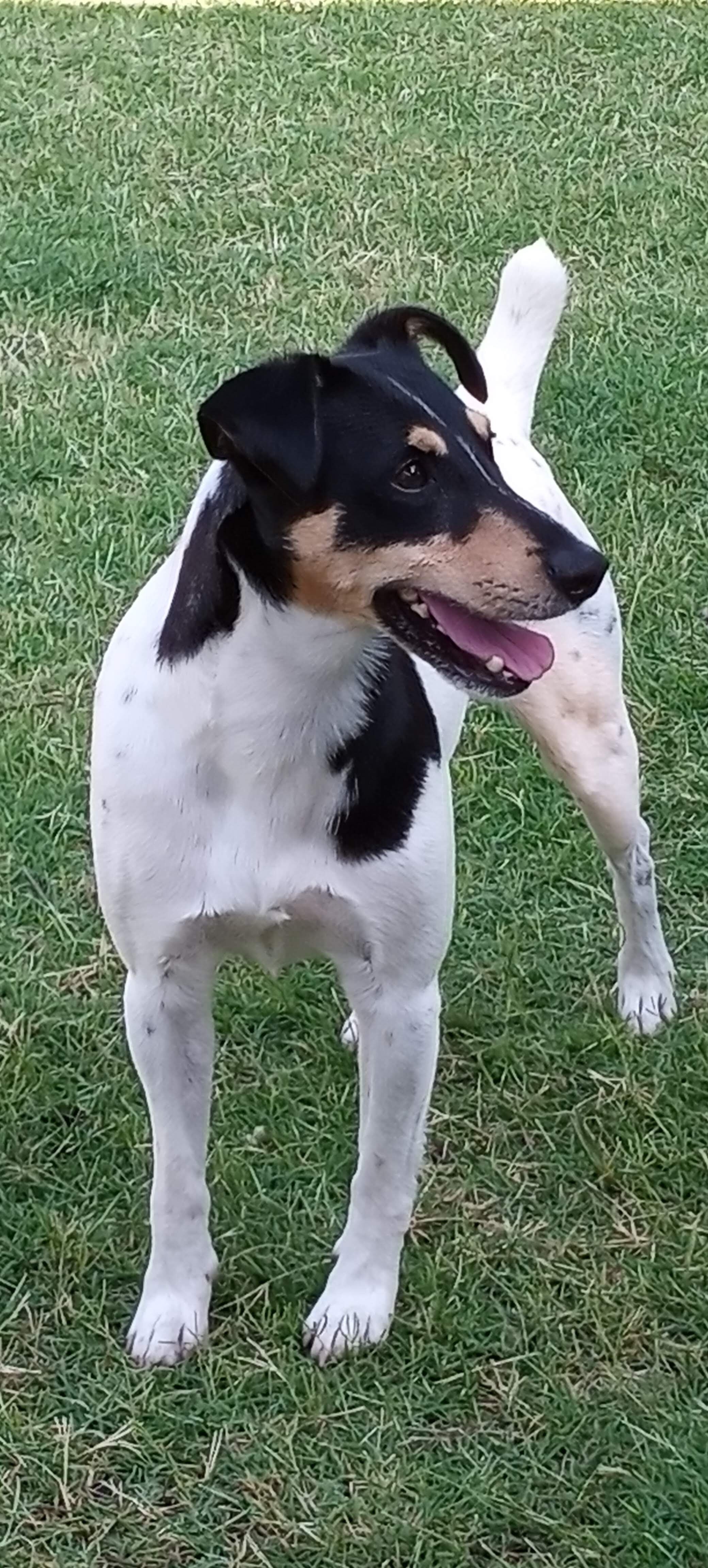 Jack Russell image 3