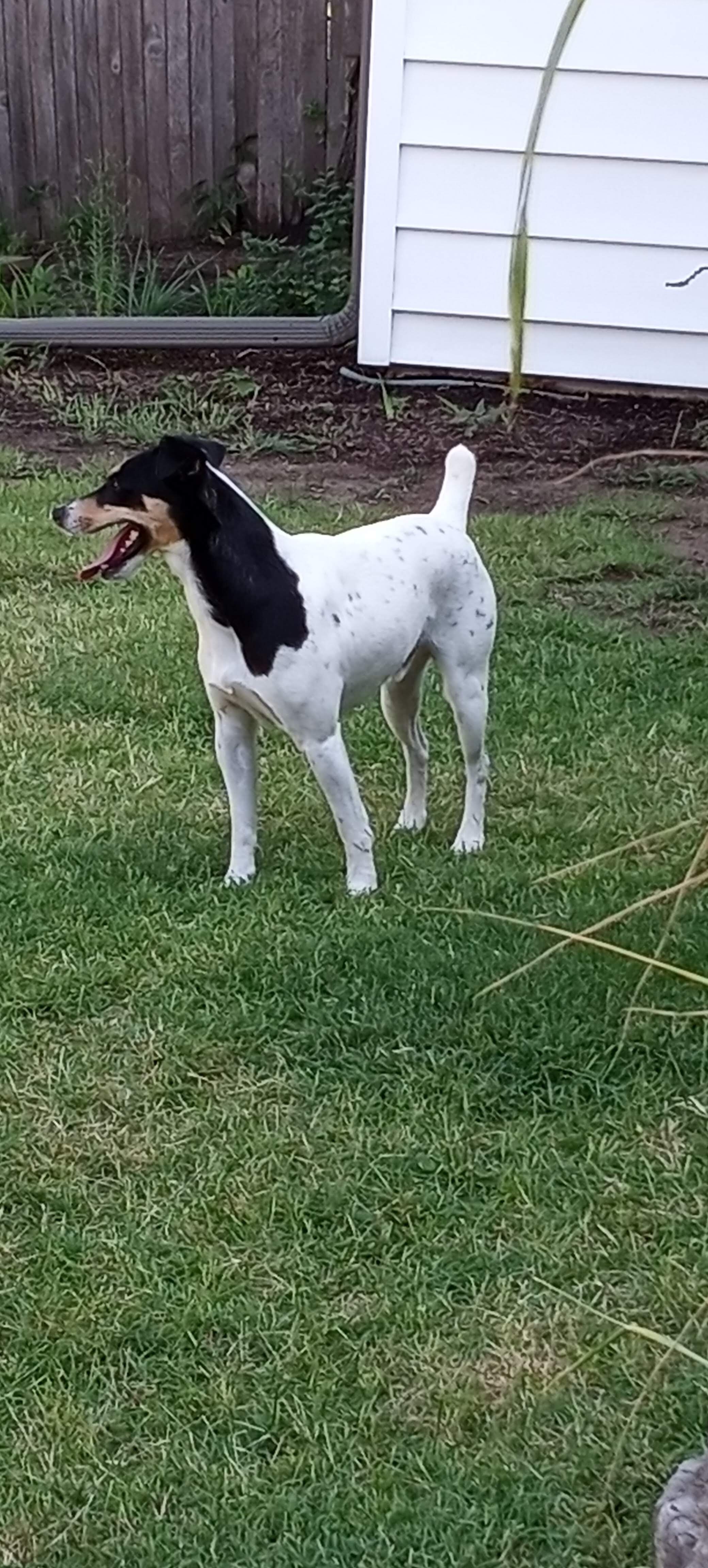 Jack Russell image 2