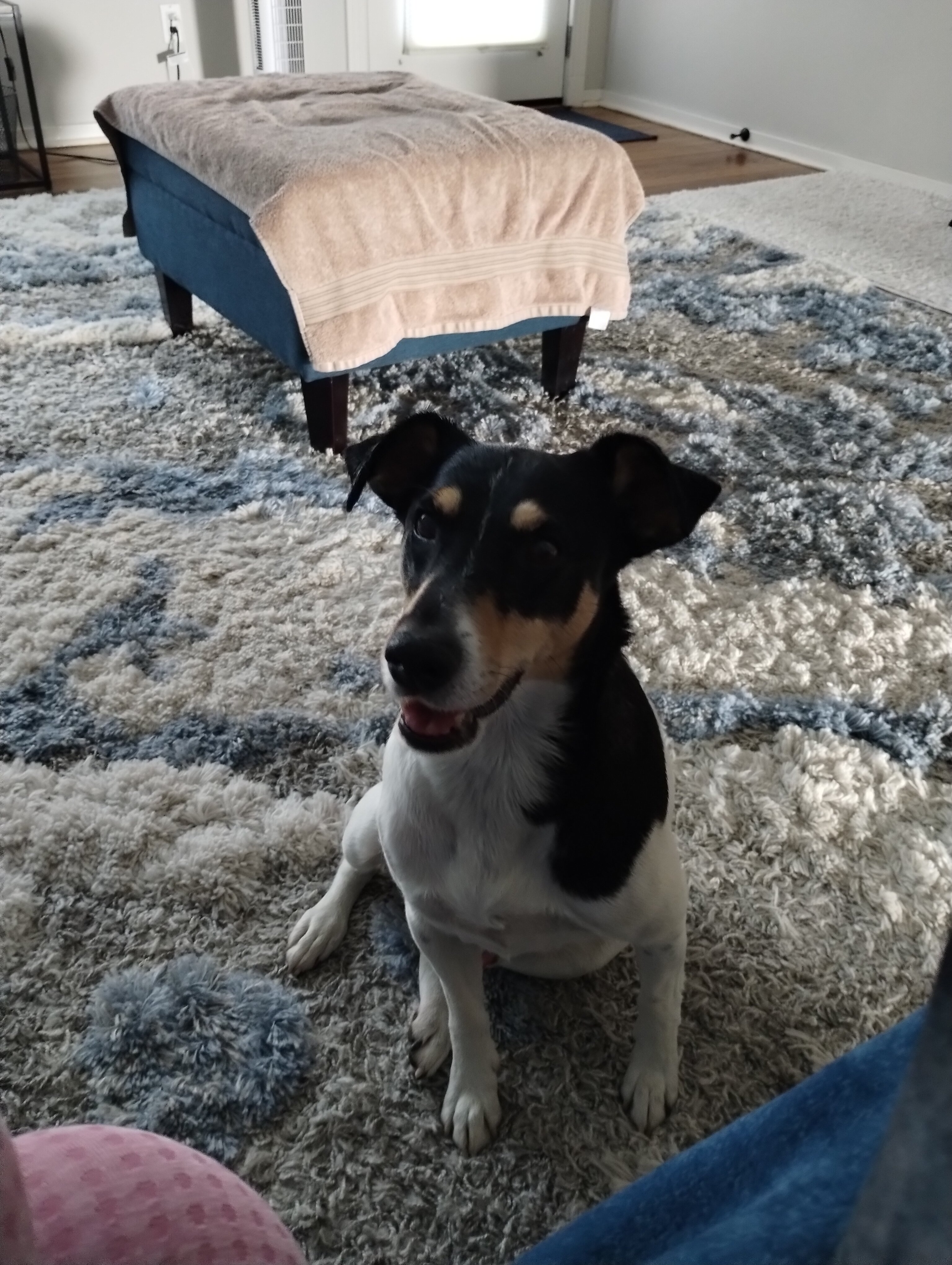 Jack Russell image 5