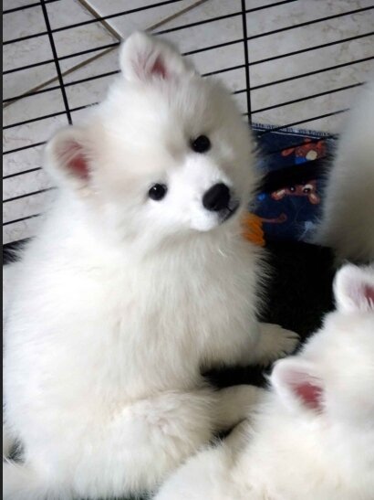 PUREBRED AKC AMERICAN ESKIMO PUPPIES — Champion Bl image 4