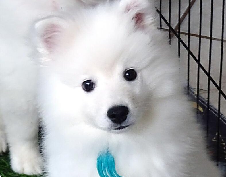 PUREBRED AKC AMERICAN ESKIMO PUPPIES — Champion Bl image 1