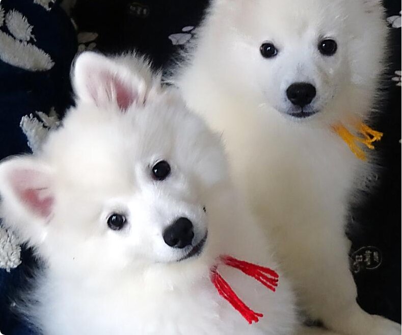 PUREBRED AKC AMERICAN ESKIMO PUPPIES — Champion Bl image 3