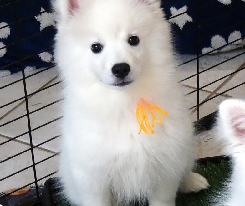 PUREBRED AKC AMERICAN ESKIMO PUPPIES — Champion Bl image 2