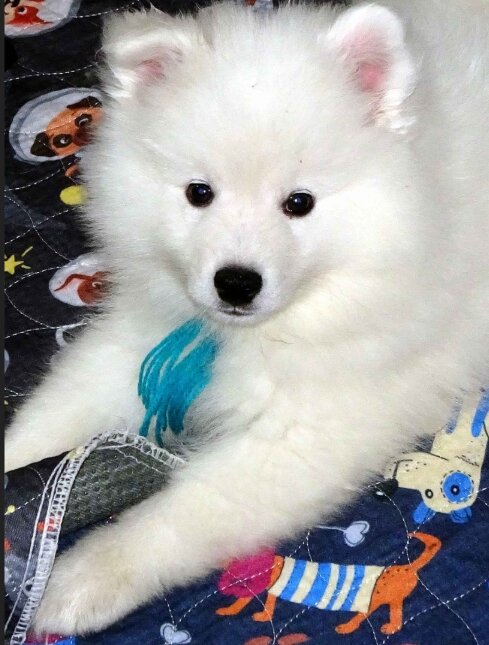 PUREBRED AKC AMERICAN ESKIMO PUPPIES — Champion Bl image 5