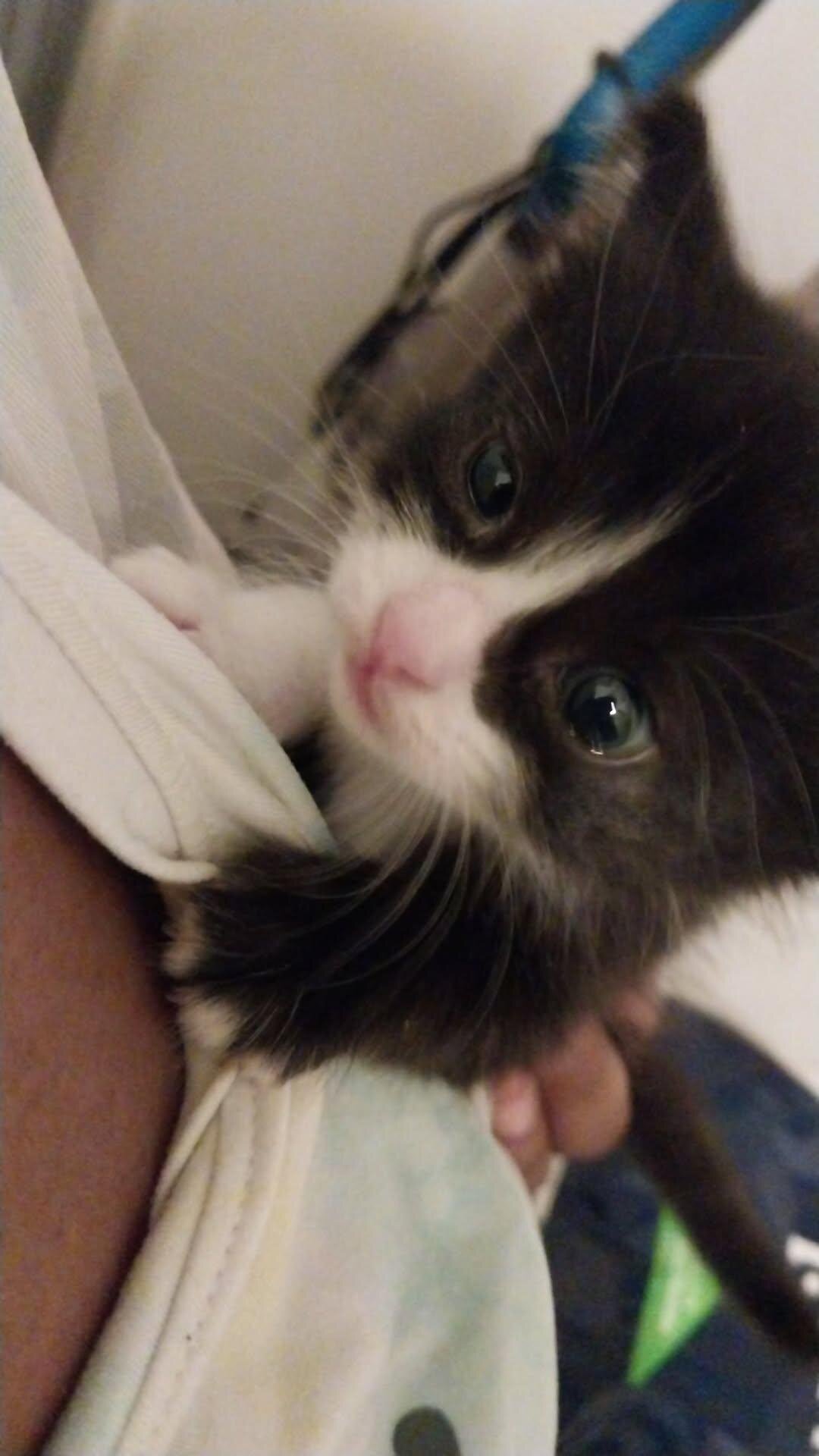 Boy Kitten image 2