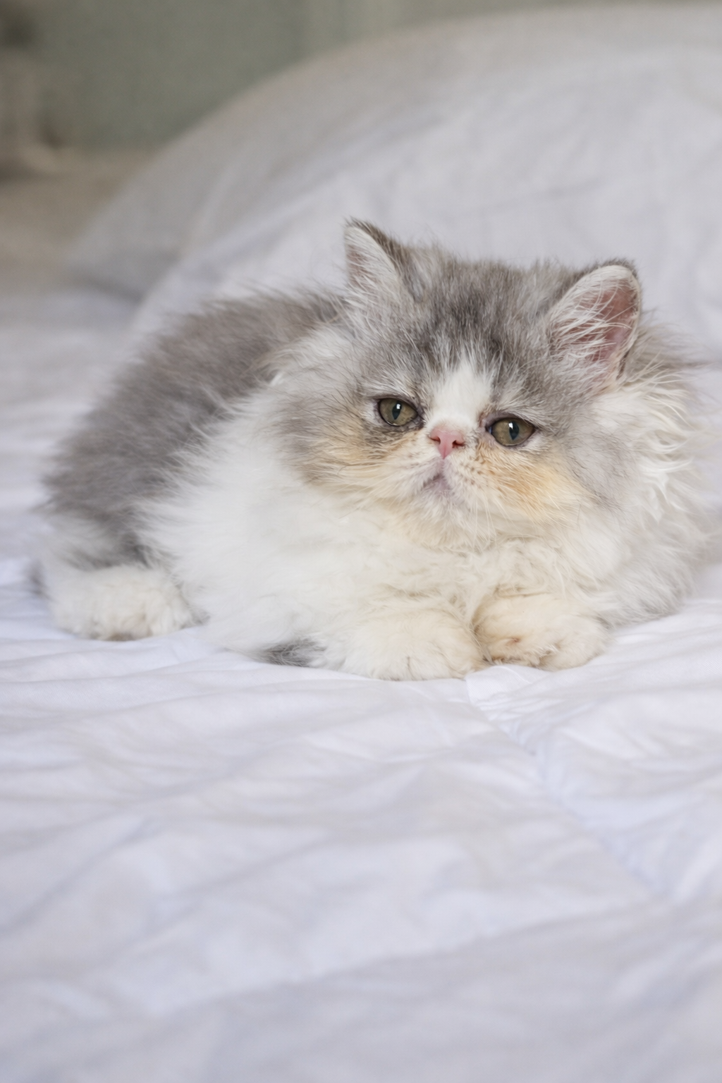 Persian kittens image 2