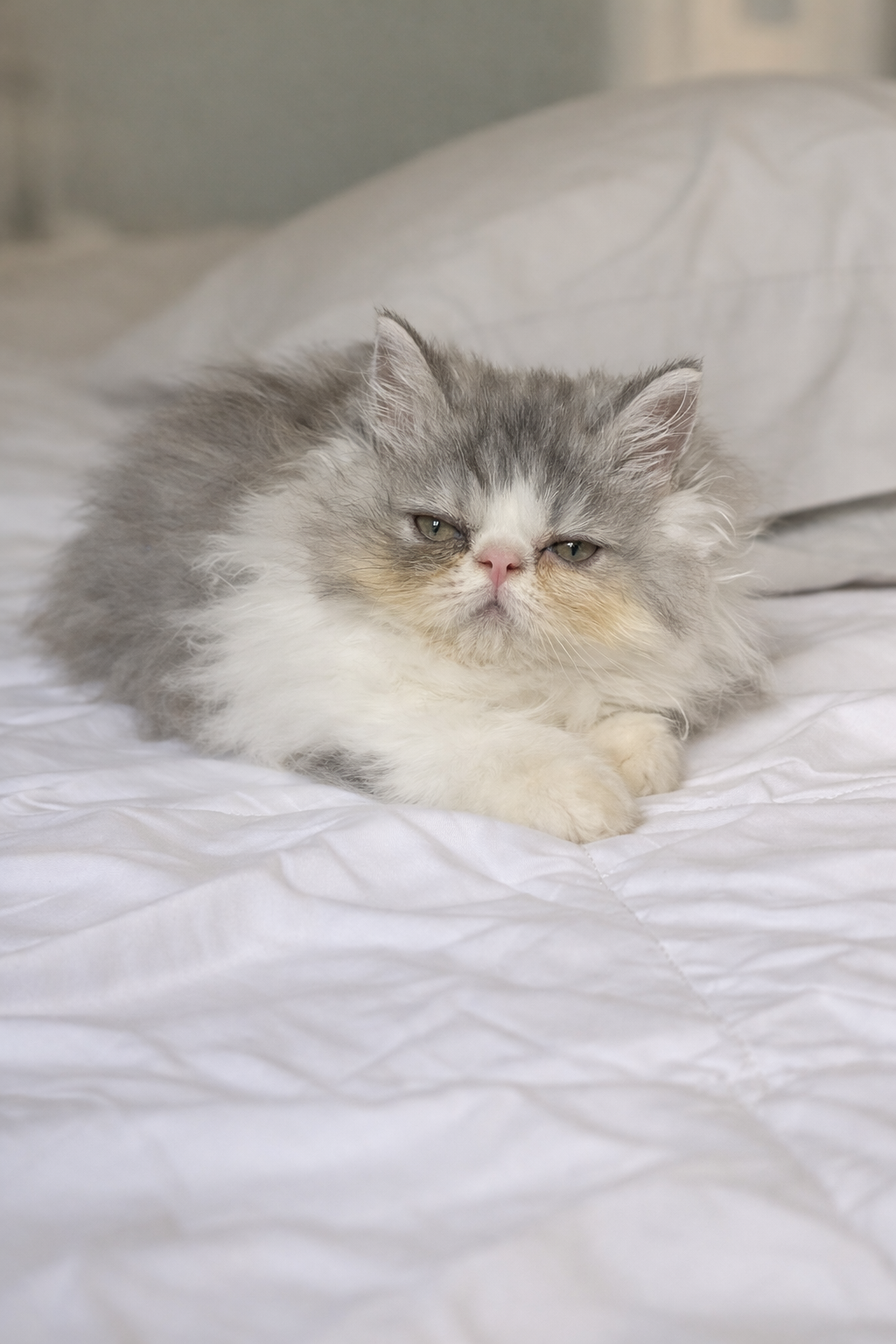 Persian kittens image 4