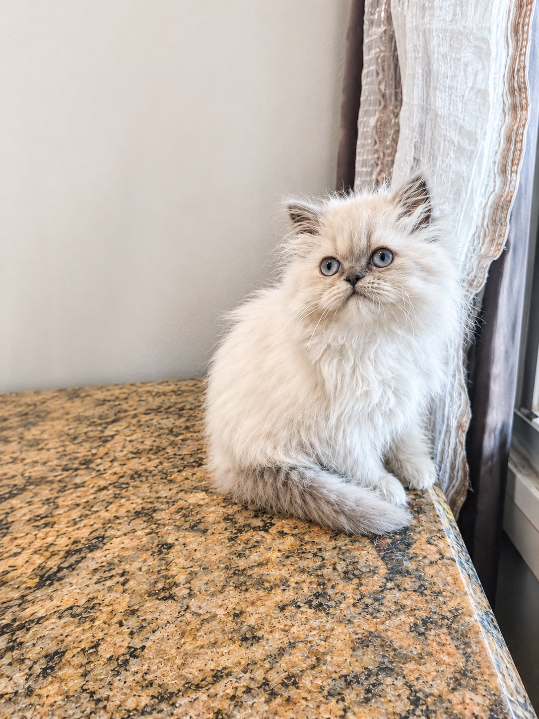 Persian kittens image 1