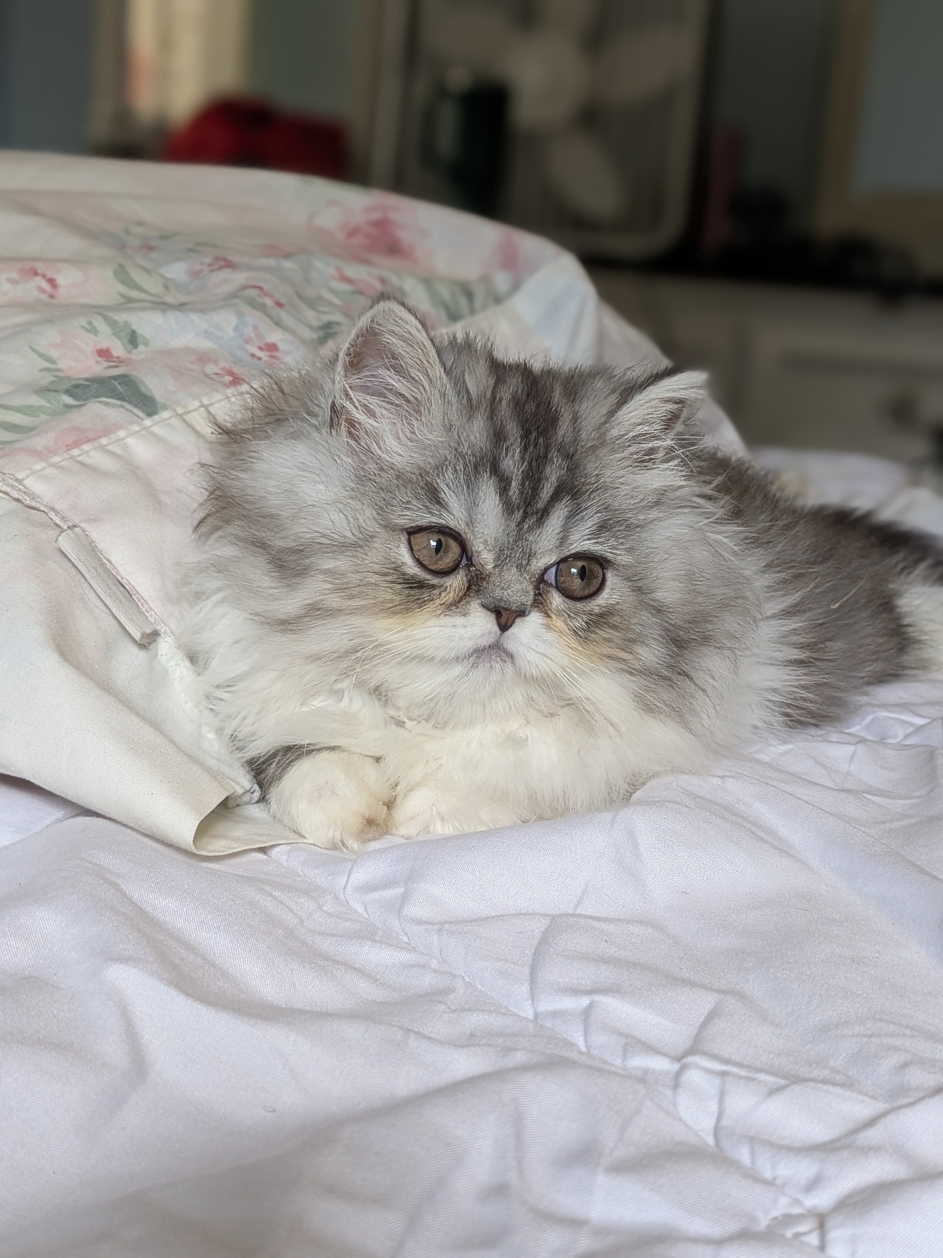 Persian kittens image 3