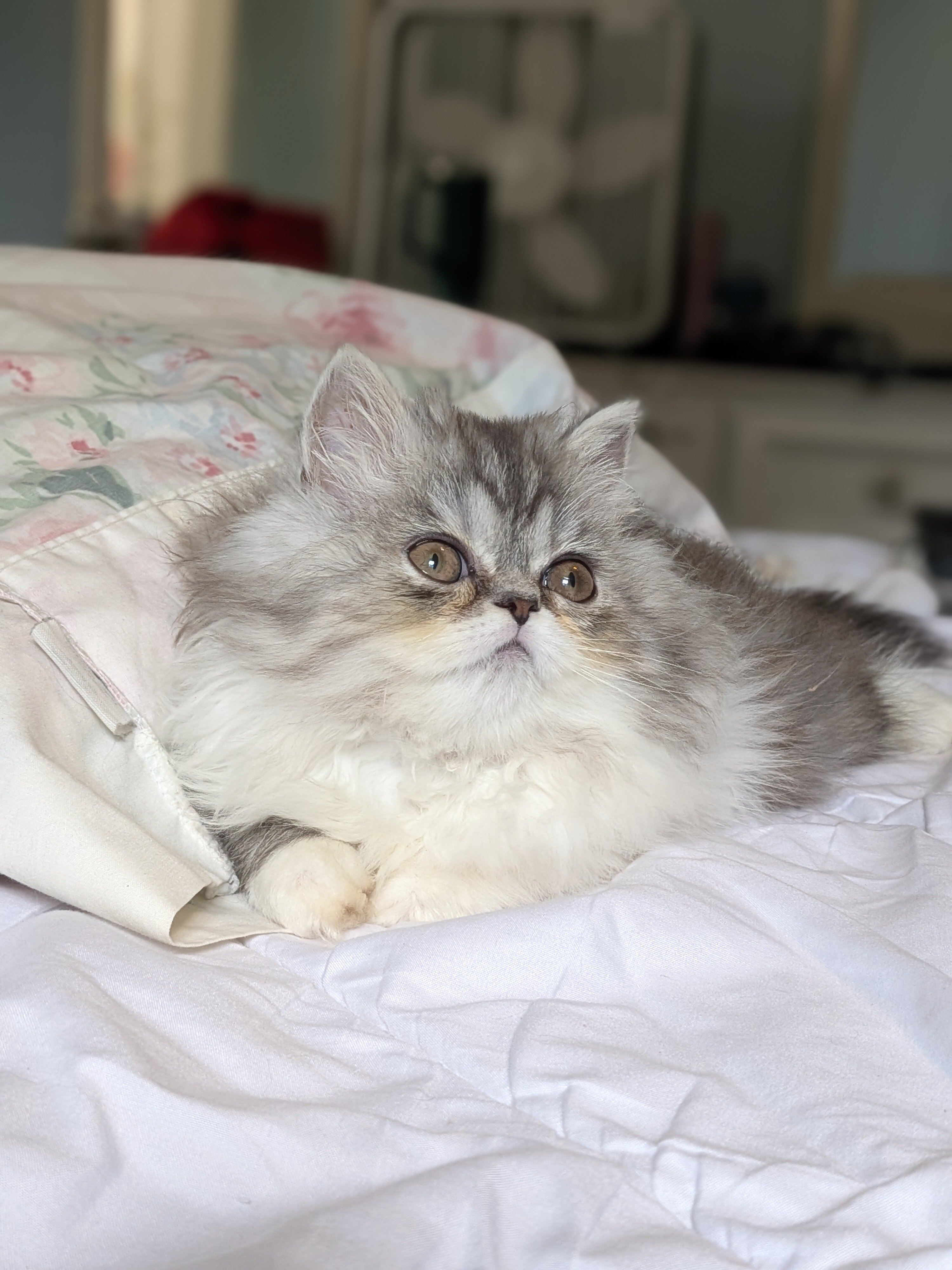 Persian kittens image 5