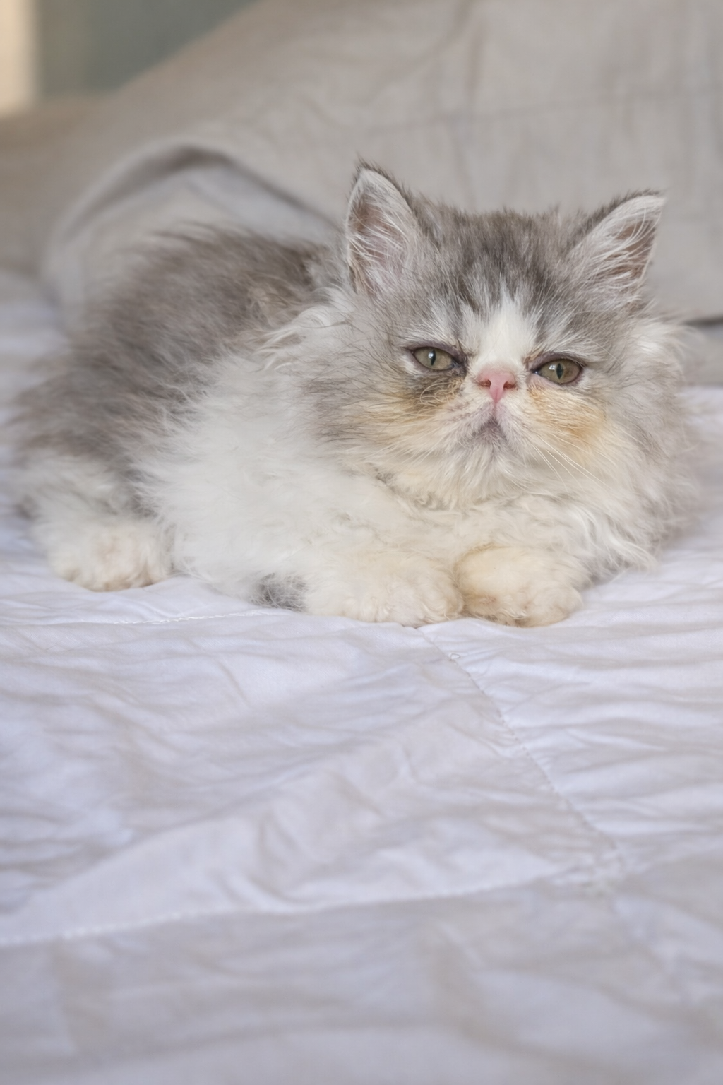 Gorgeous Persian kittens image 1