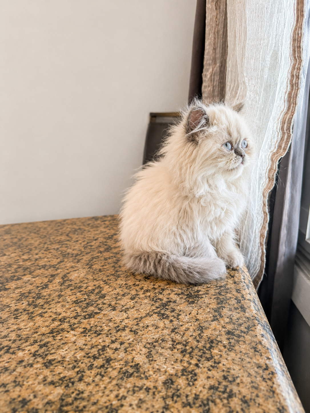Gorgeous Persian kittens image 7
