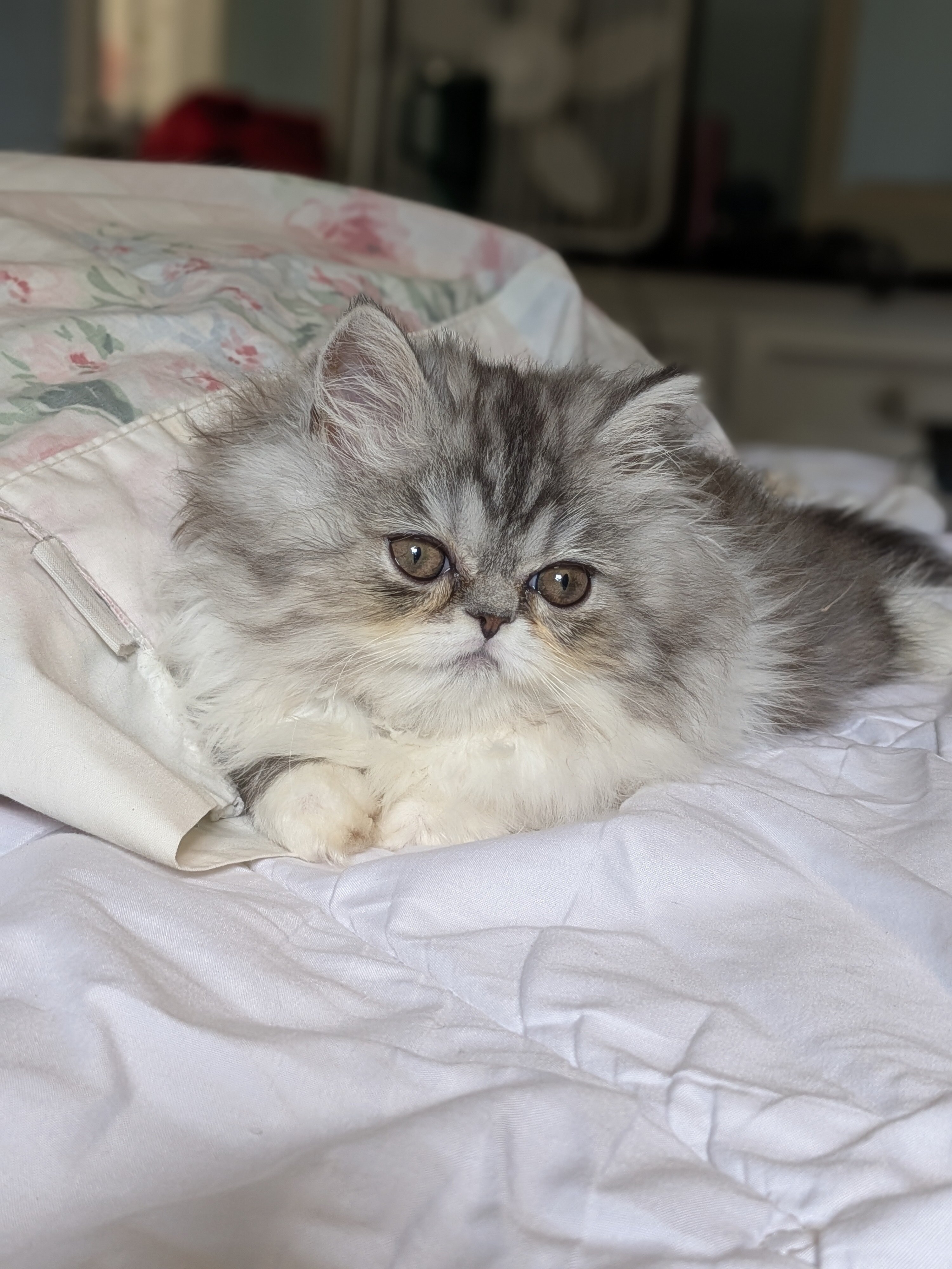 Gorgeous Persian kittens image 3