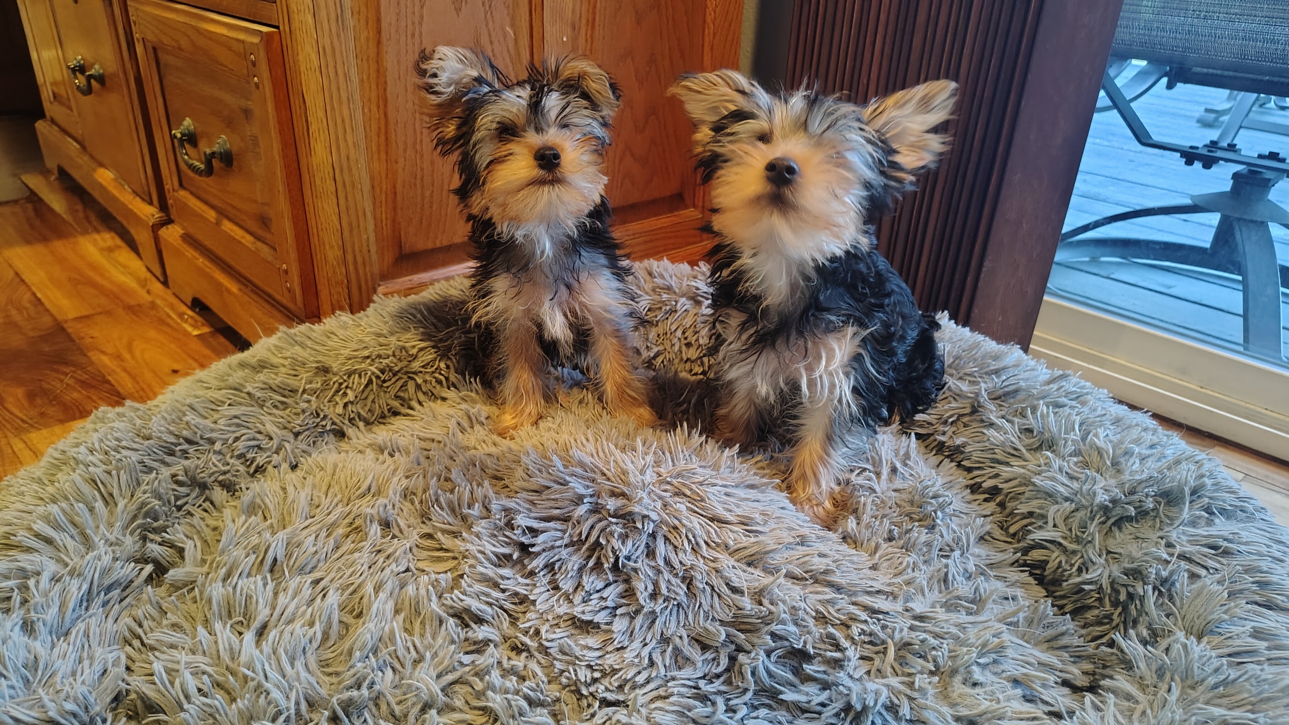 Purebred Yorkshire Terrier image 1