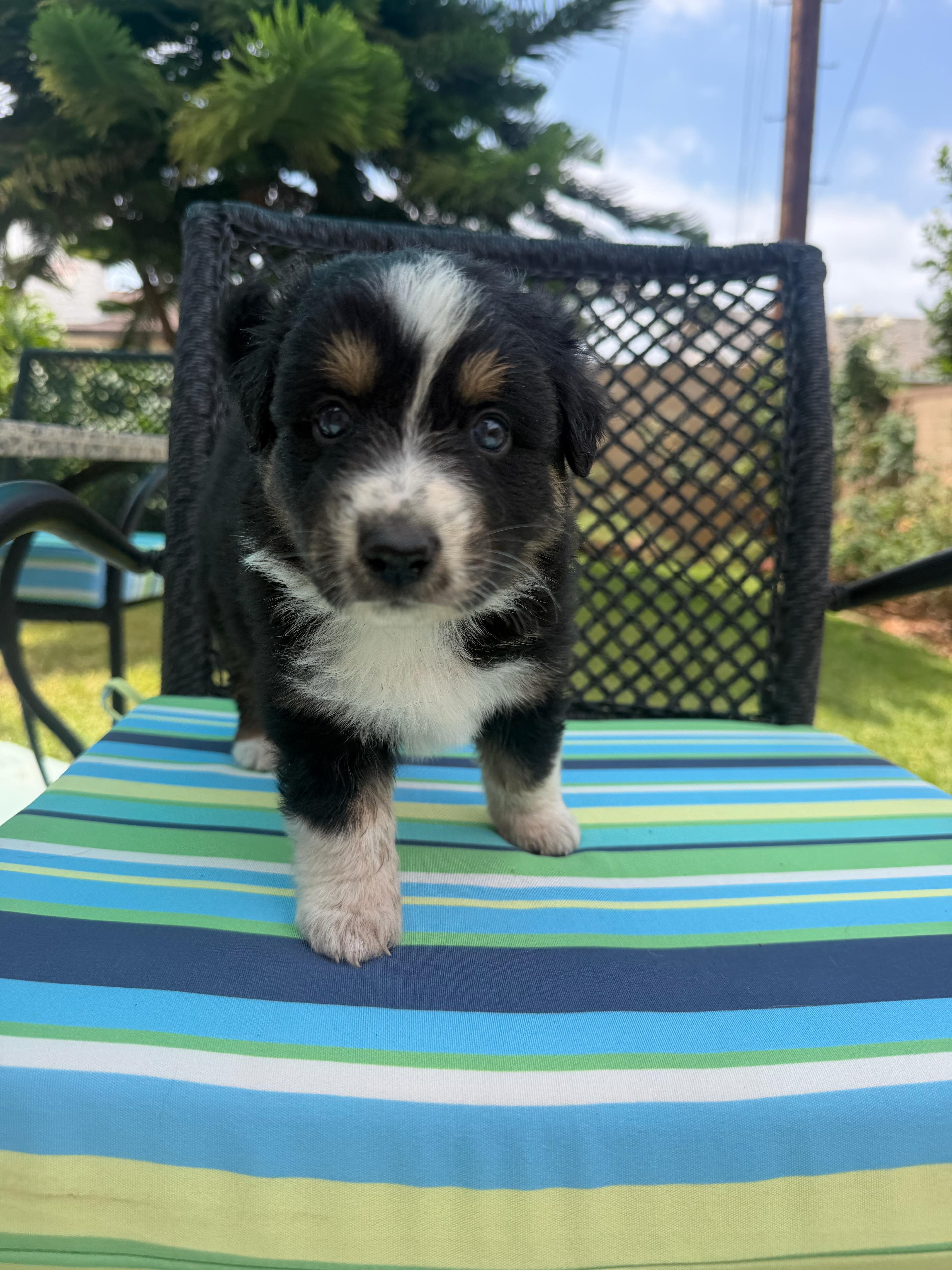 Australian Shepherd puppy Tri-color image 1
