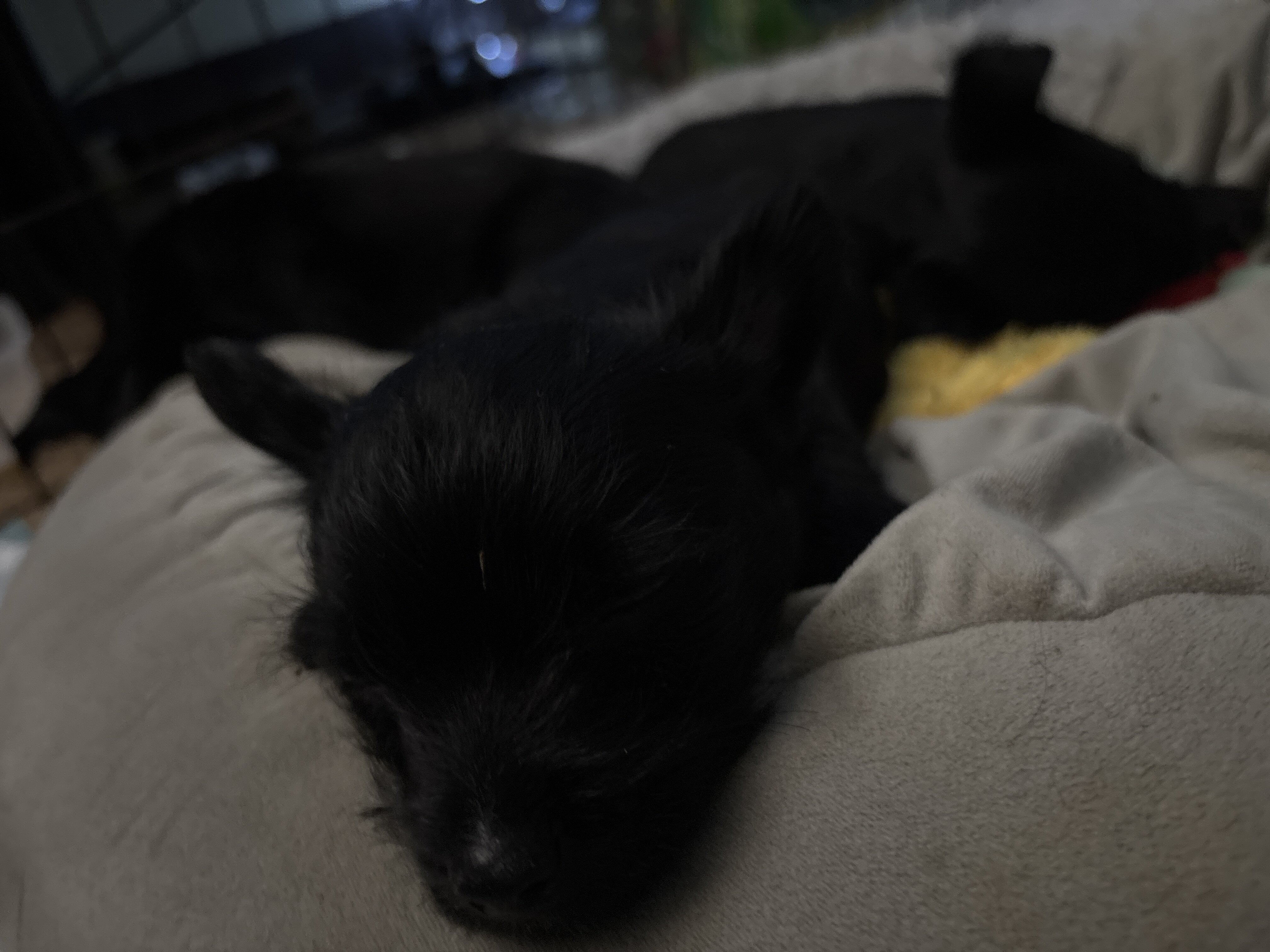 Chorkie Puppies image 1