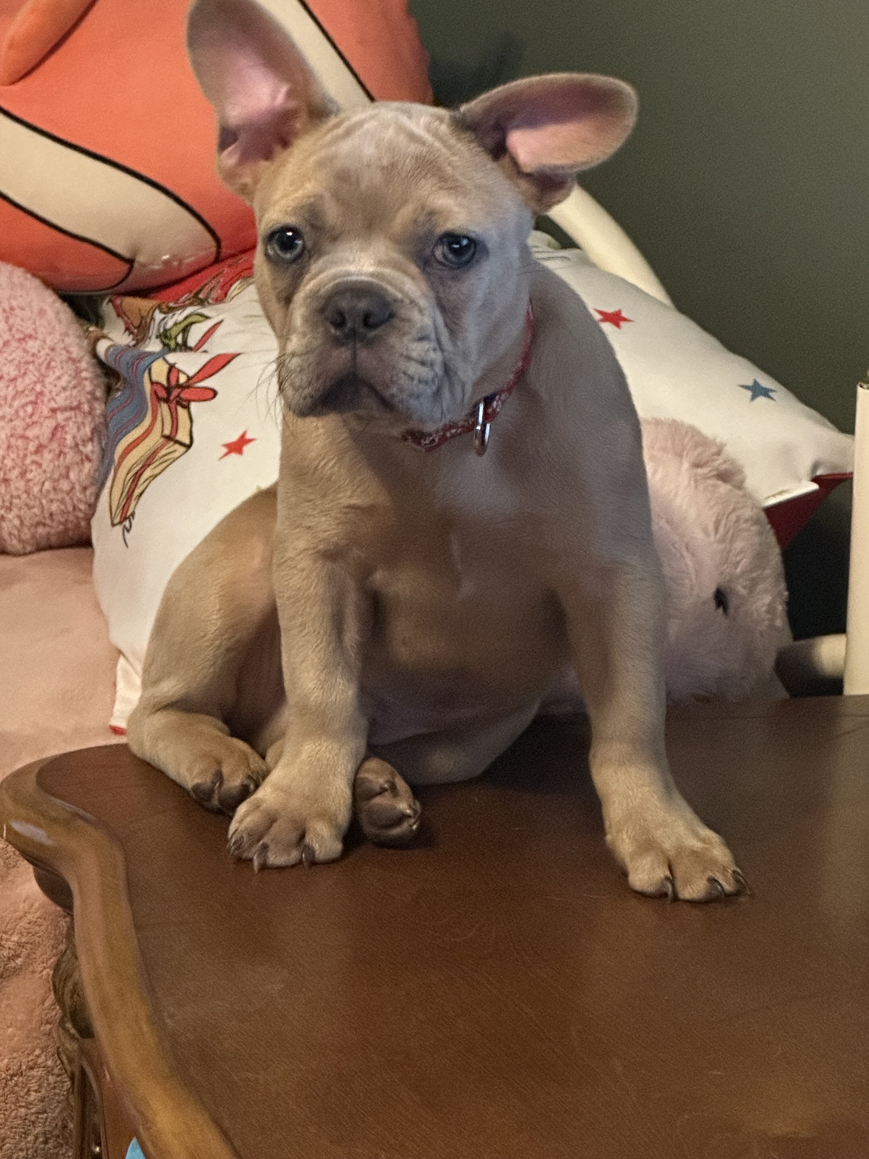 French Bulldog Puppy image 1