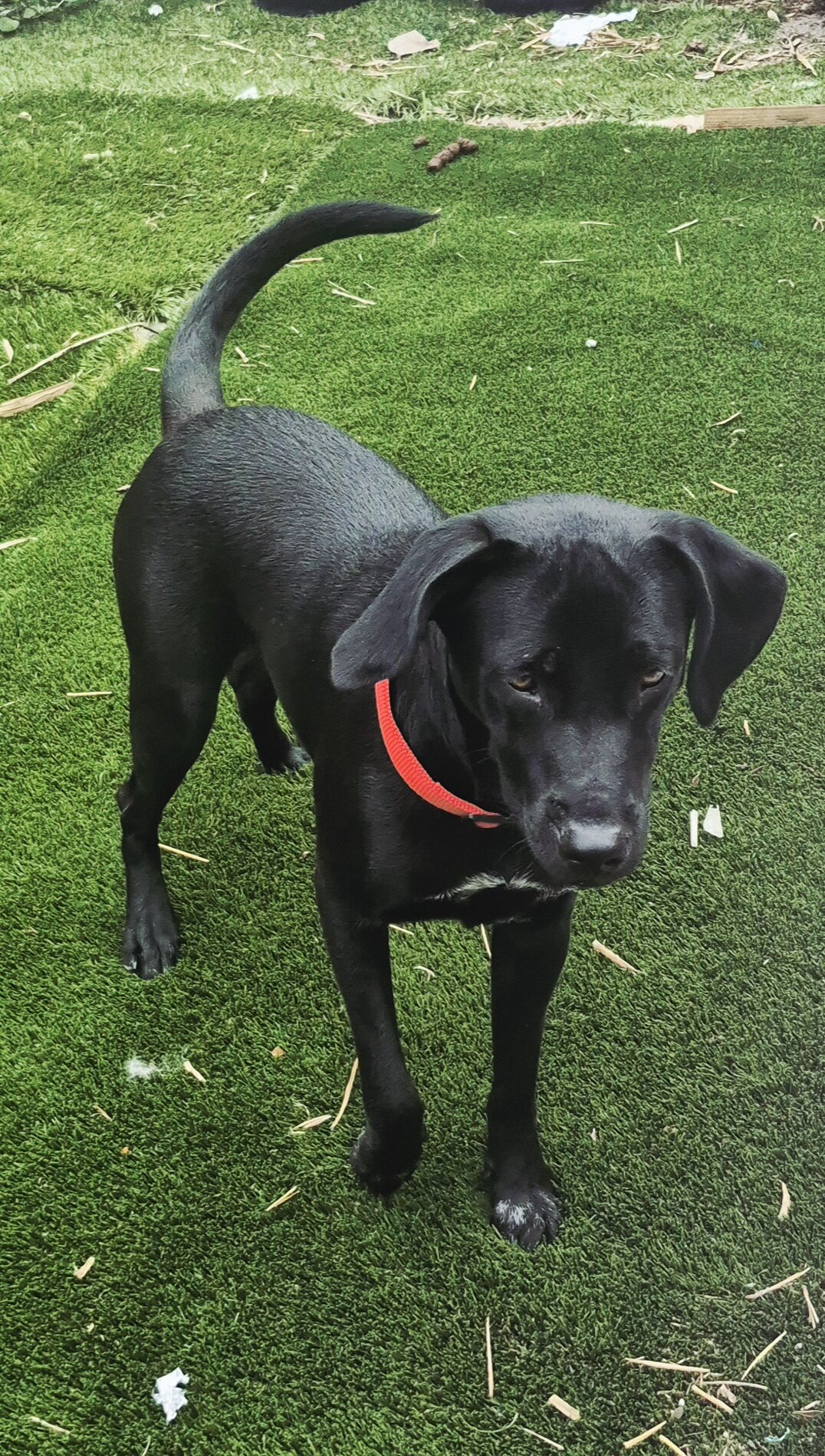 Beautiful Labrador Puppy image 3