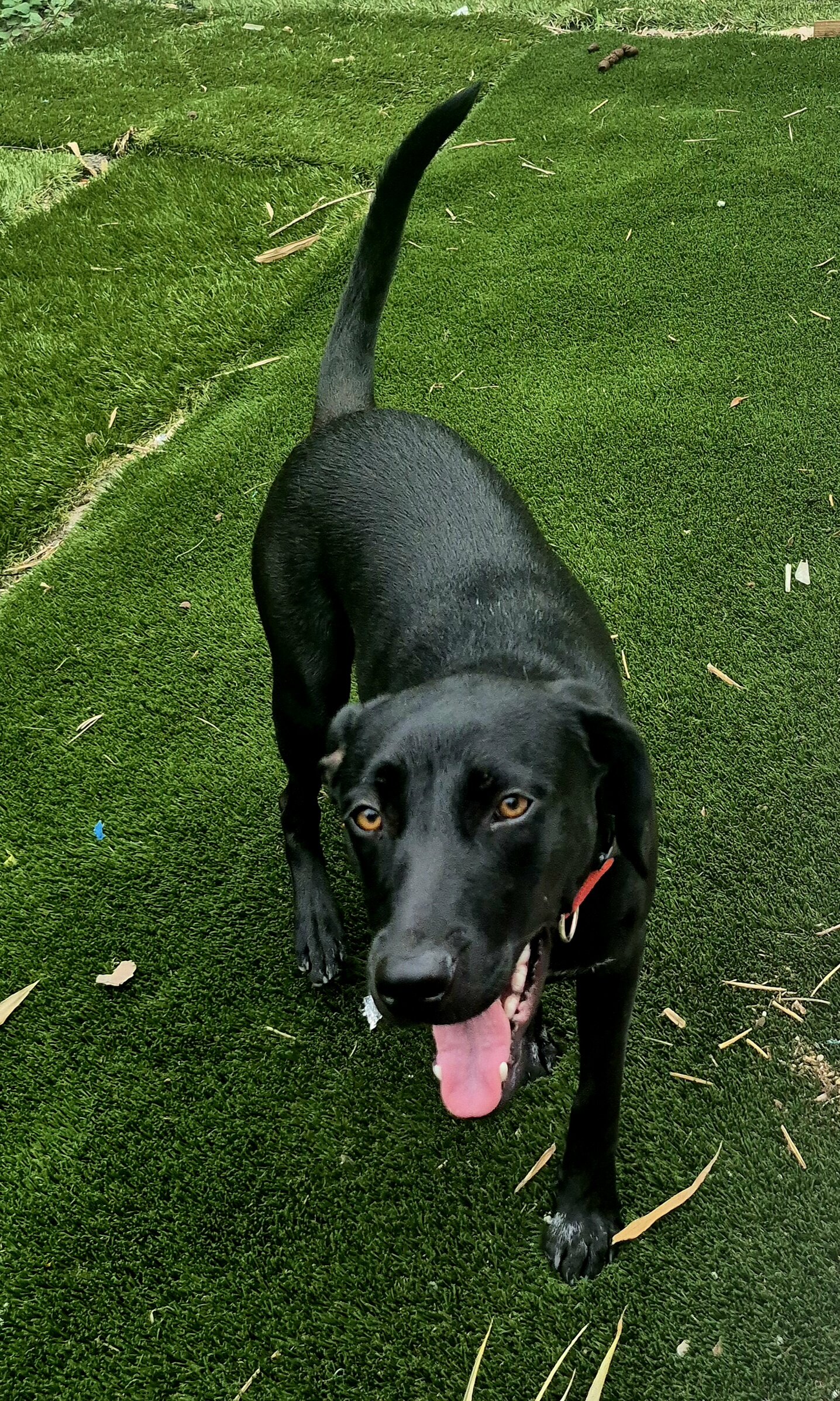 Beautiful Labrador Puppy image 2