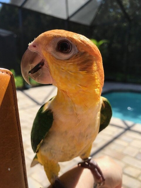 8 year old white bellied caique image 2