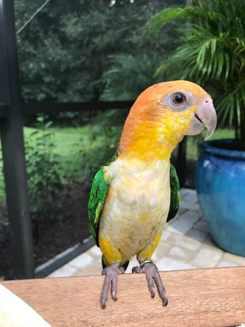 8 year old white bellied caique image 4