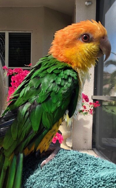 8 year old white bellied caique image 1