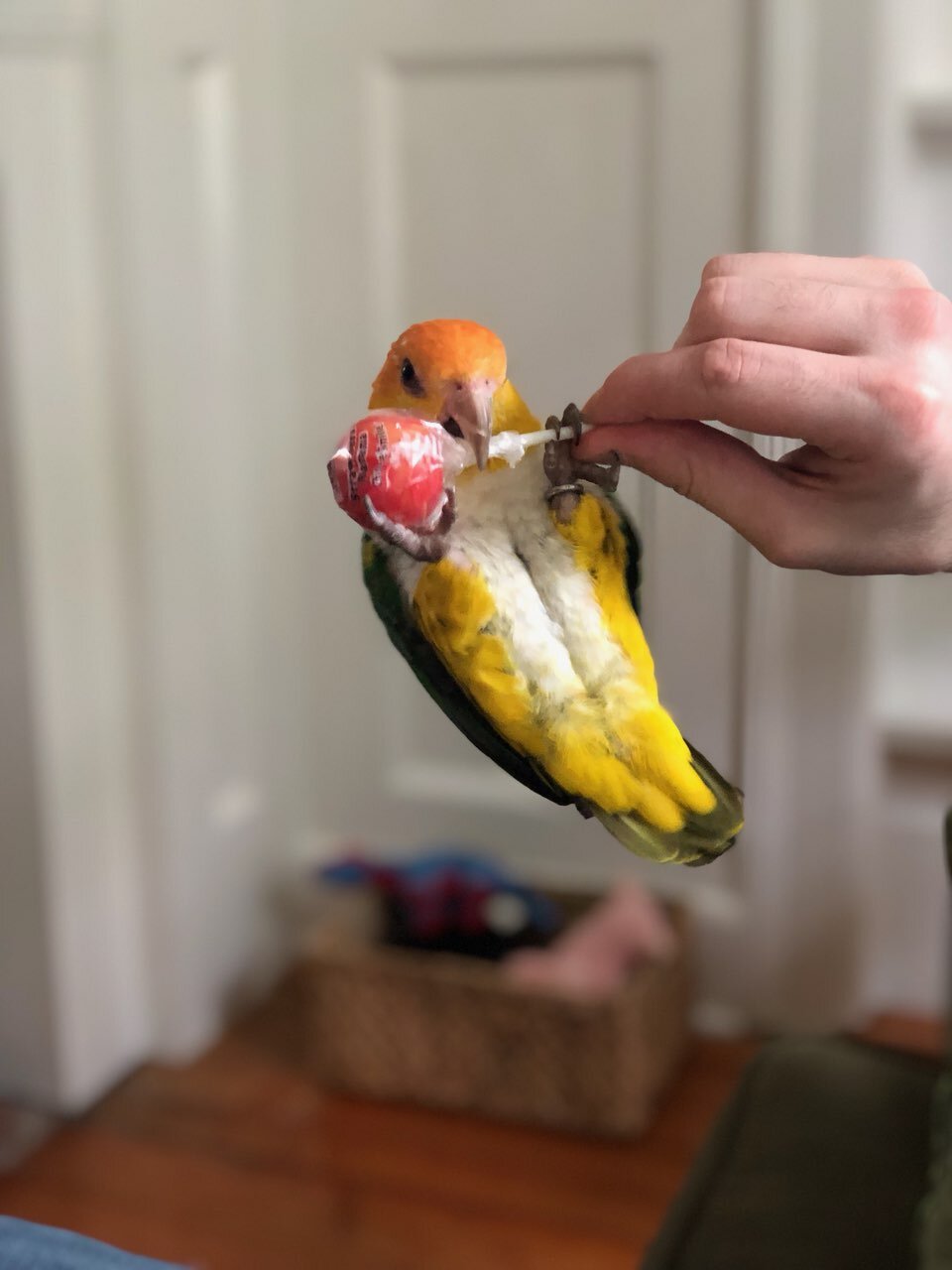 8 year old white bellied caique image 3