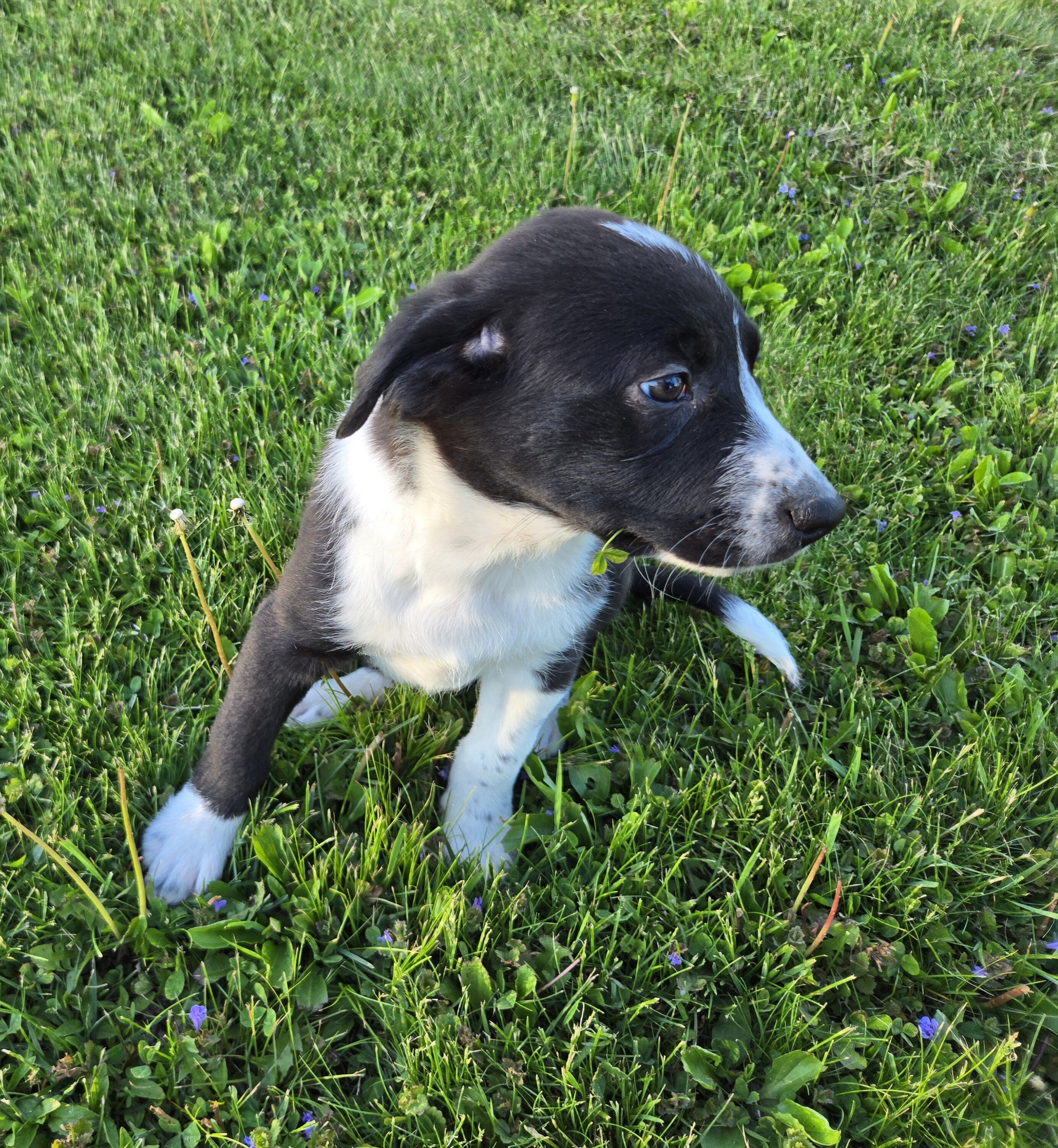 50 percent Border Collie Puppy image 2