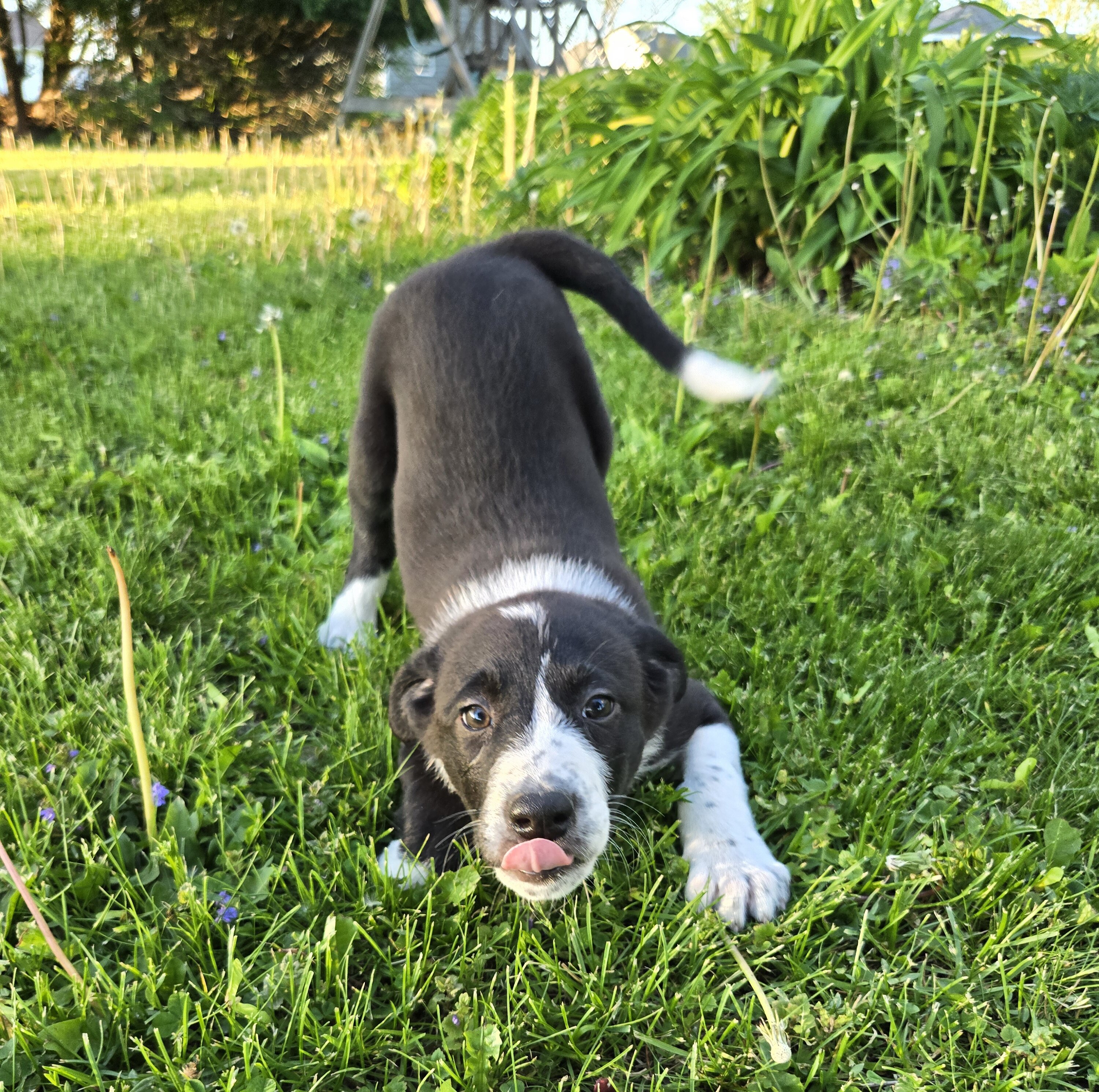 50 percent Border Collie Puppy image 3