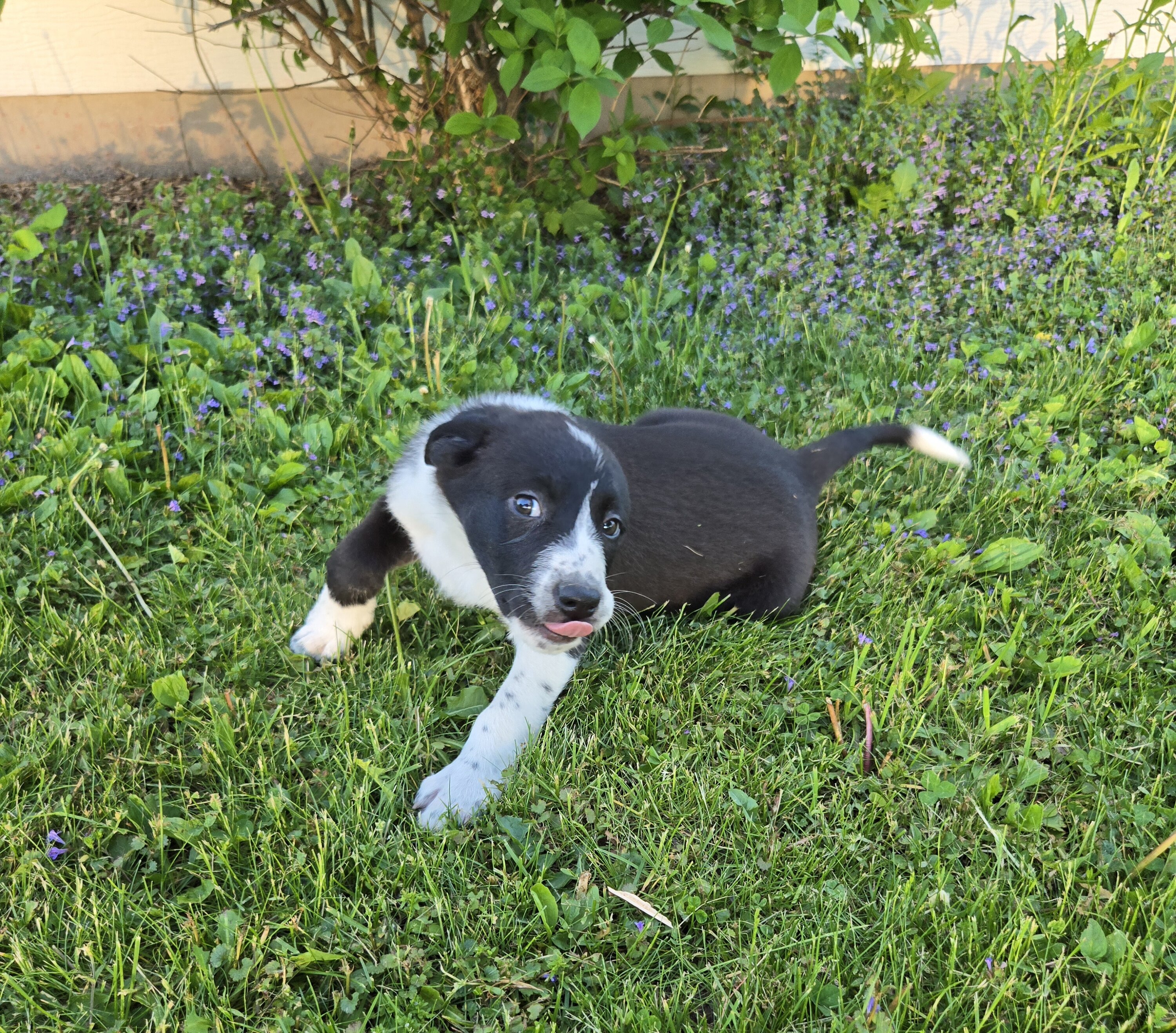 50 percent Border Collie Puppy image 1