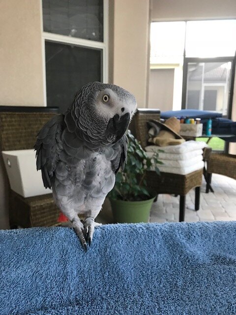 African Grey Male. 23 years old. image 2