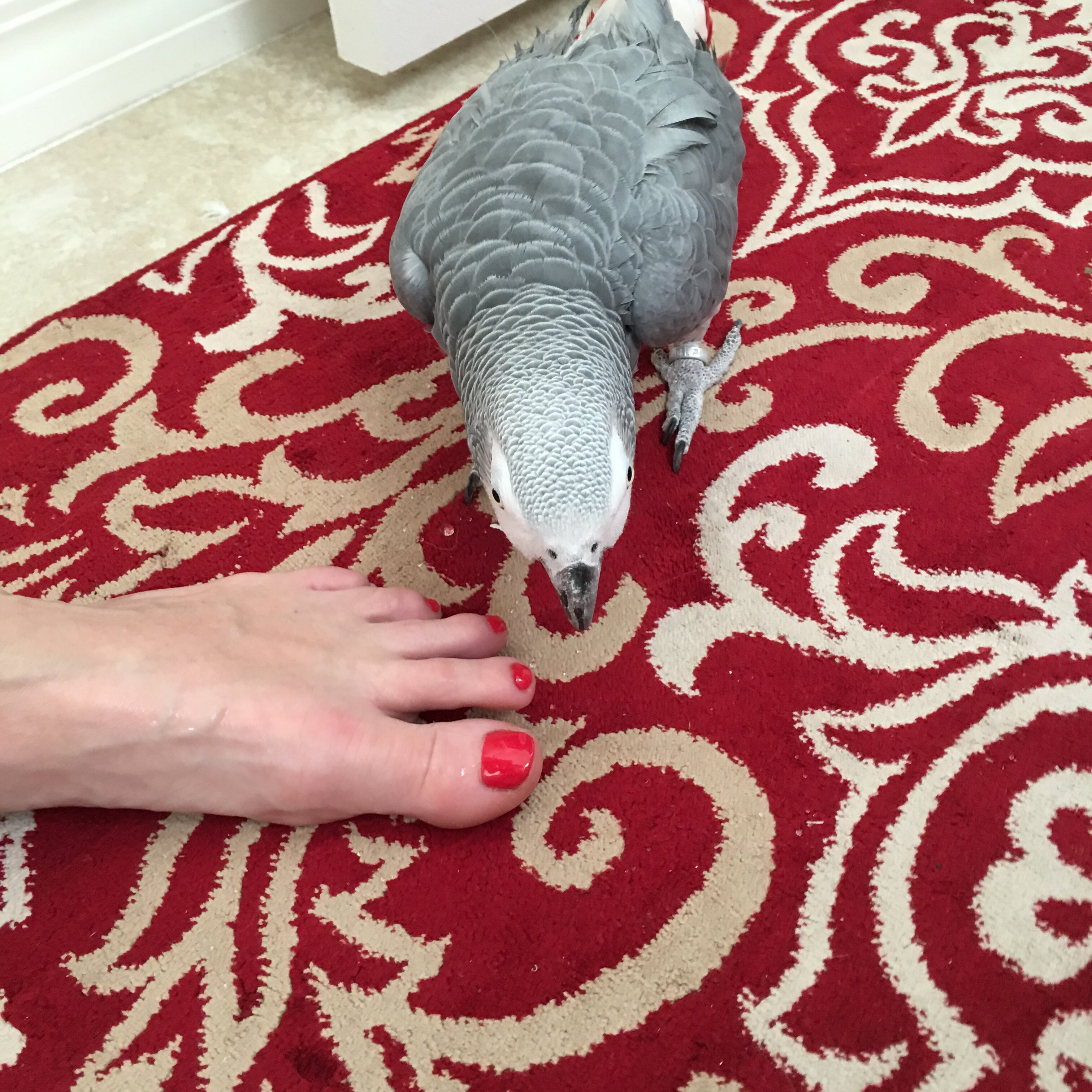 African Grey Male. 23 years old. image 3