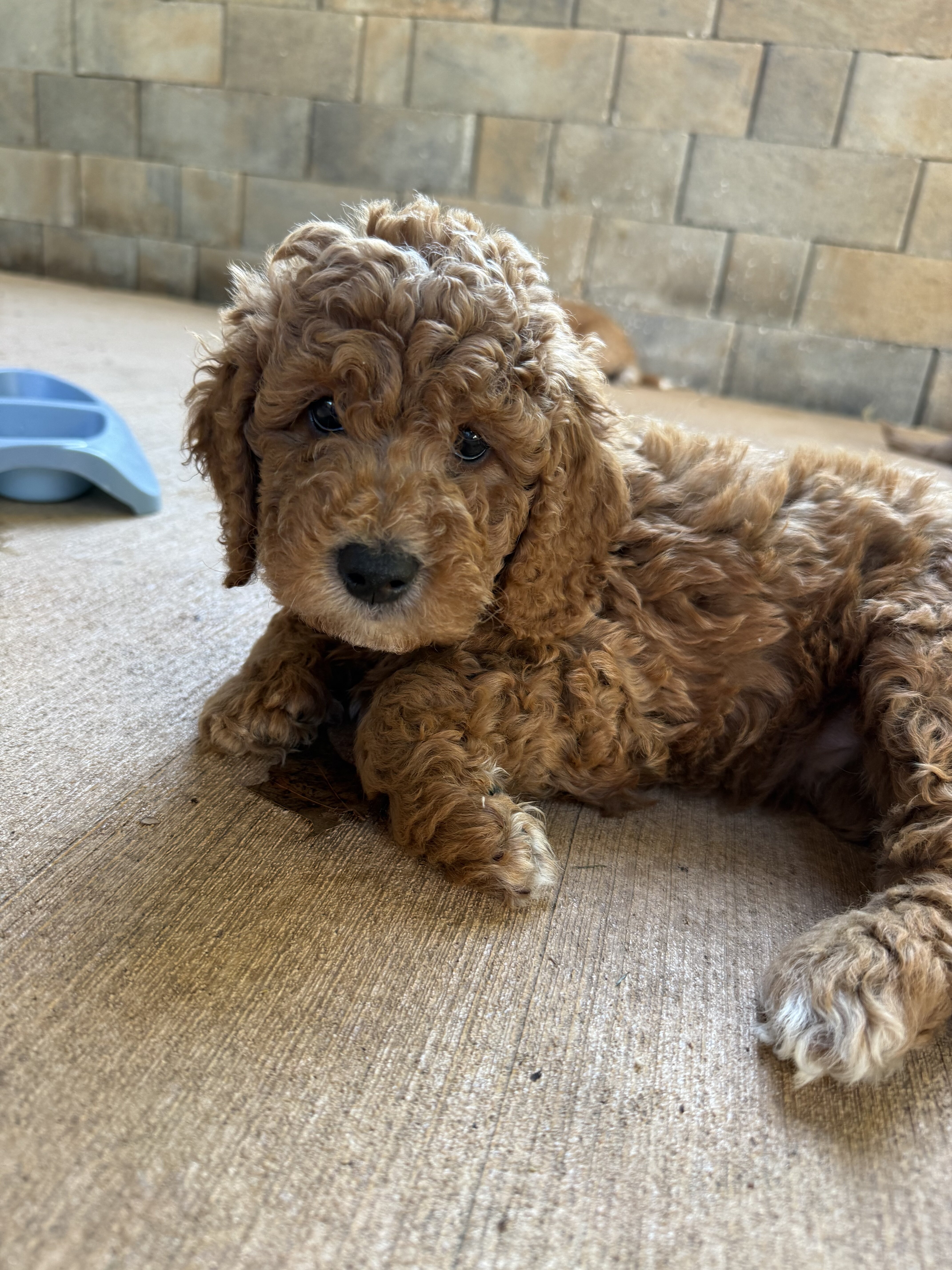 Goldendoodle image 3