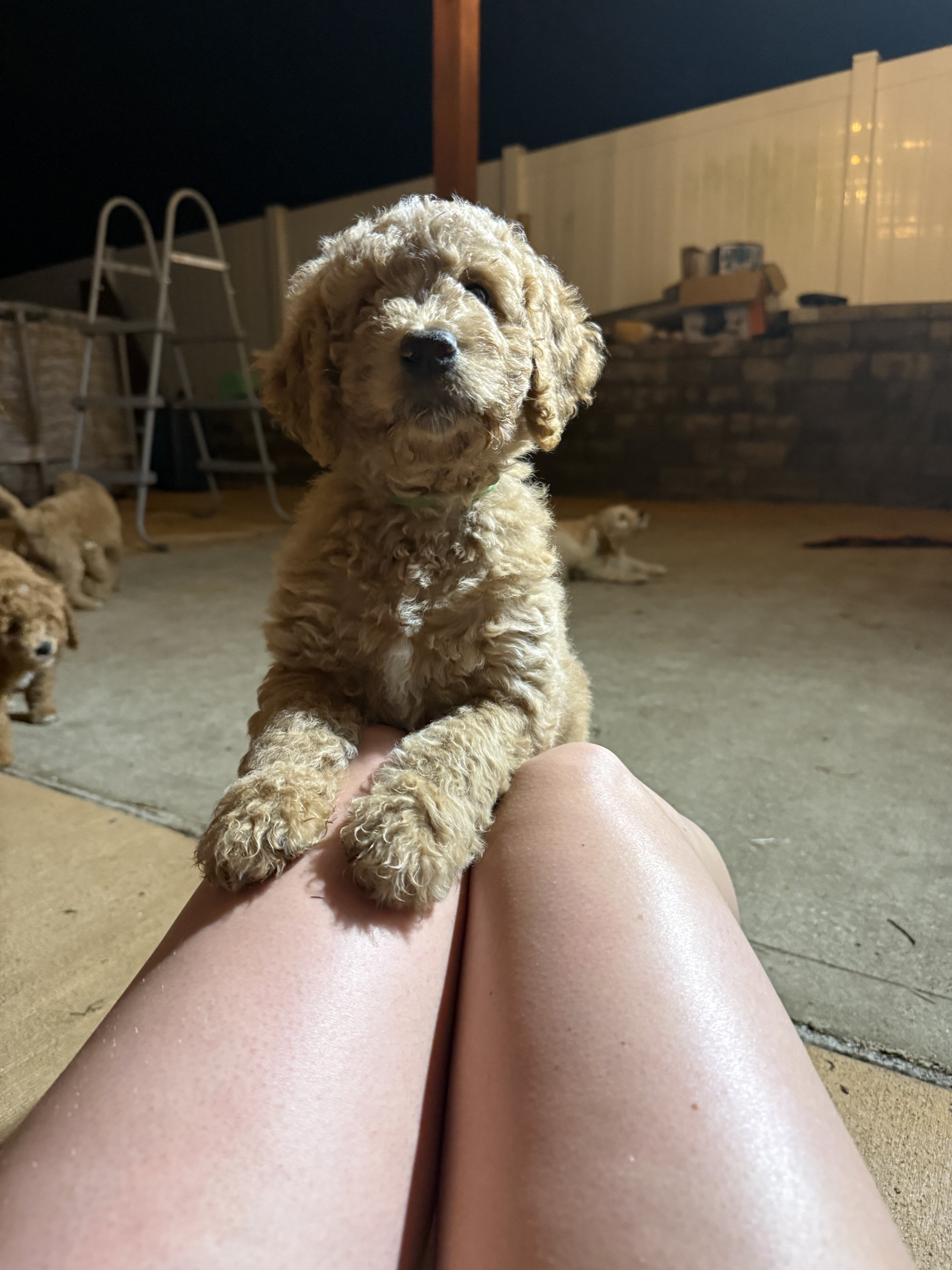 Goldendoodle image 1