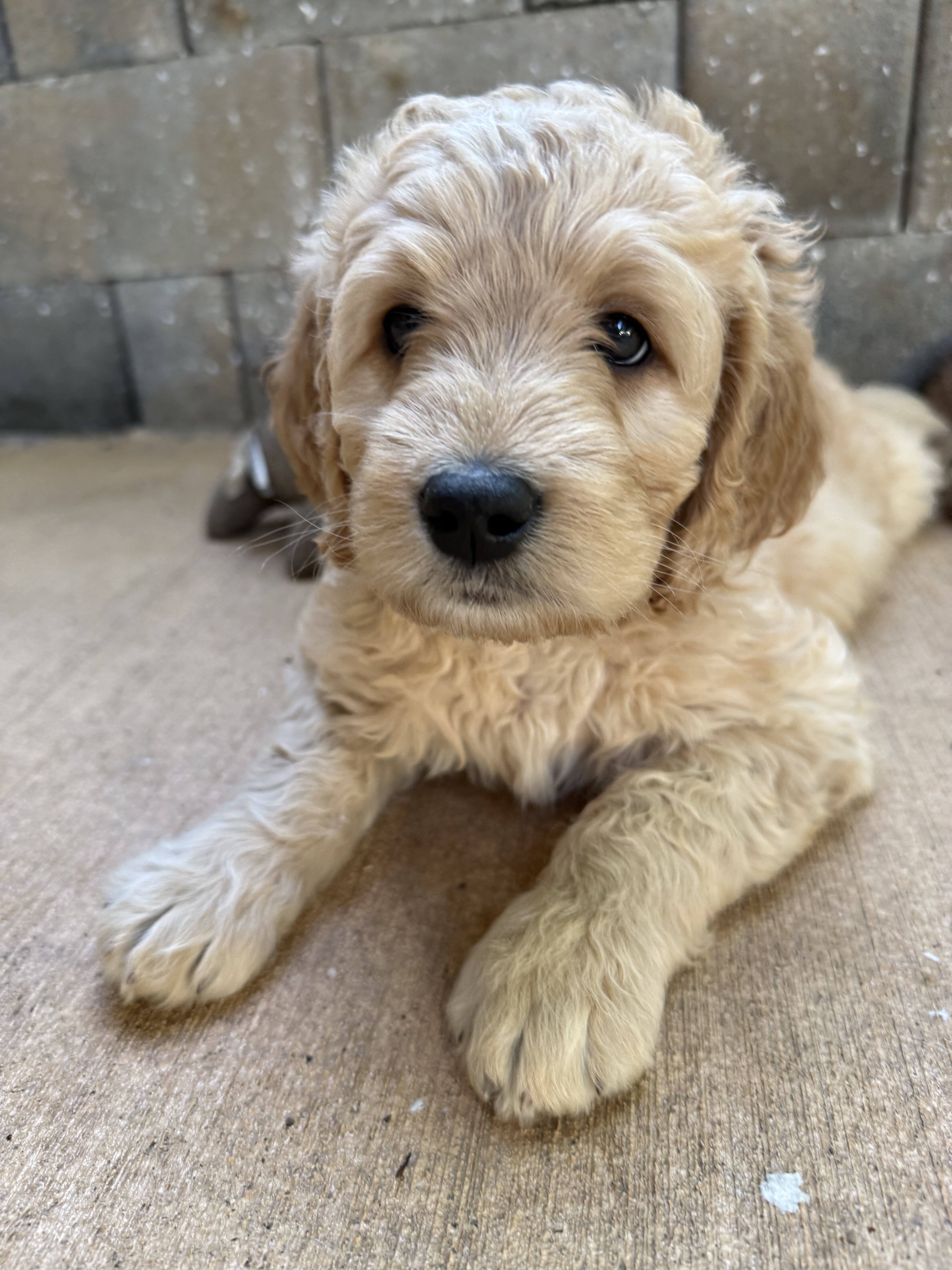 Goldendoodle puppies image 3