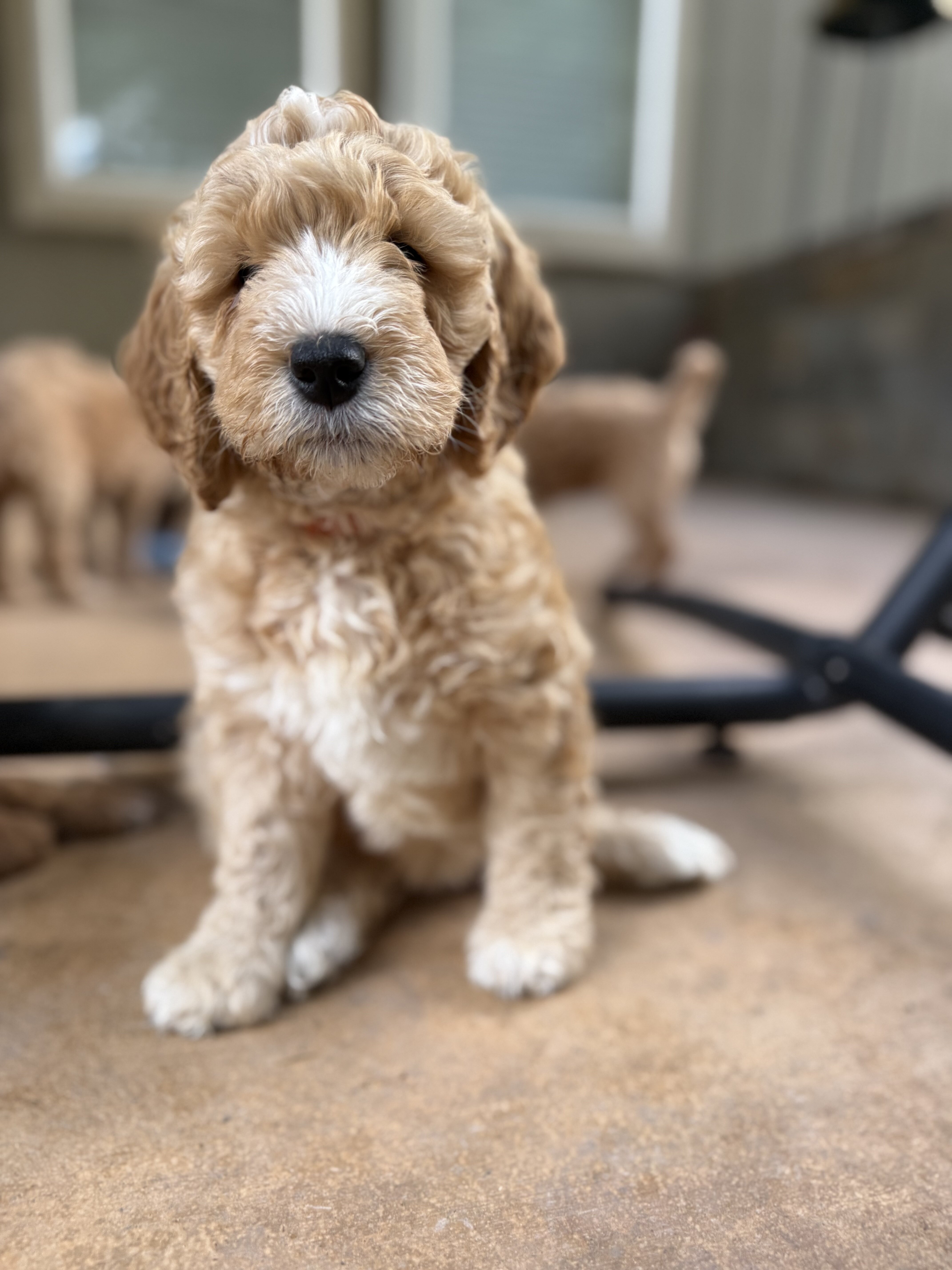 Goldendoodle puppies image 2