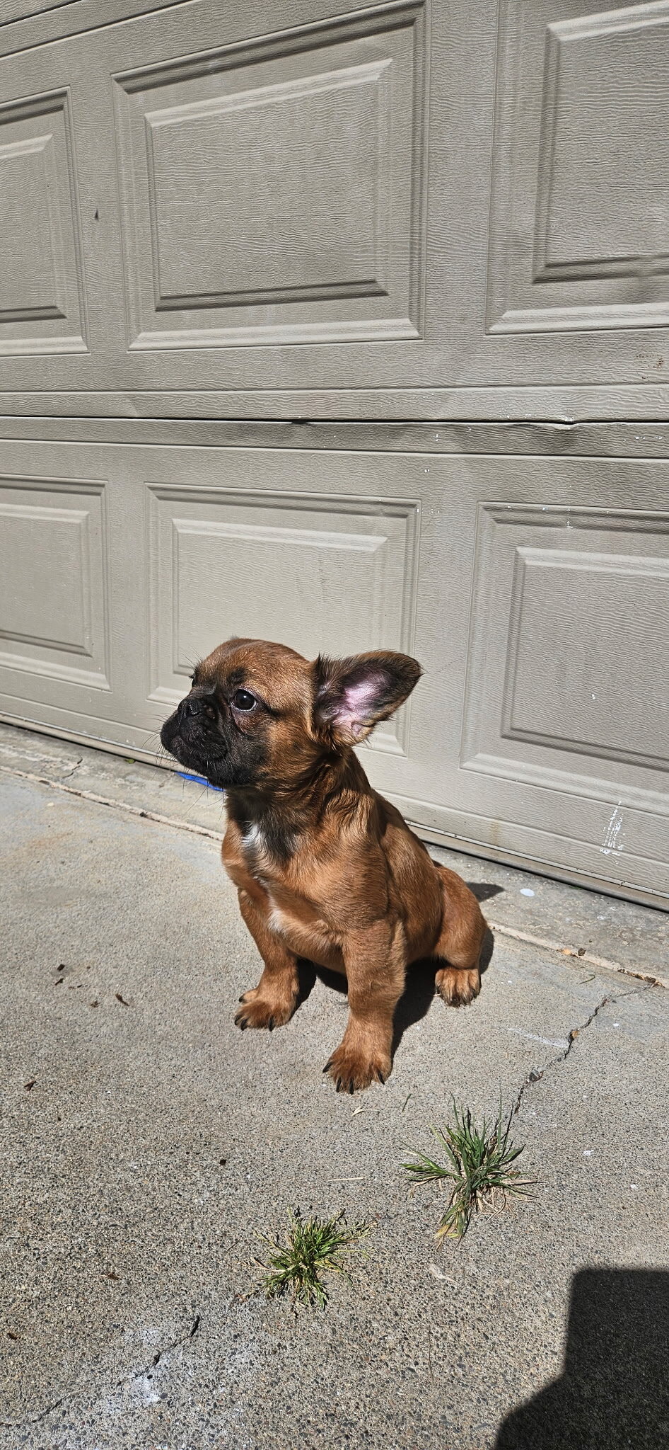 AKC Frenchie fluffy male image 2