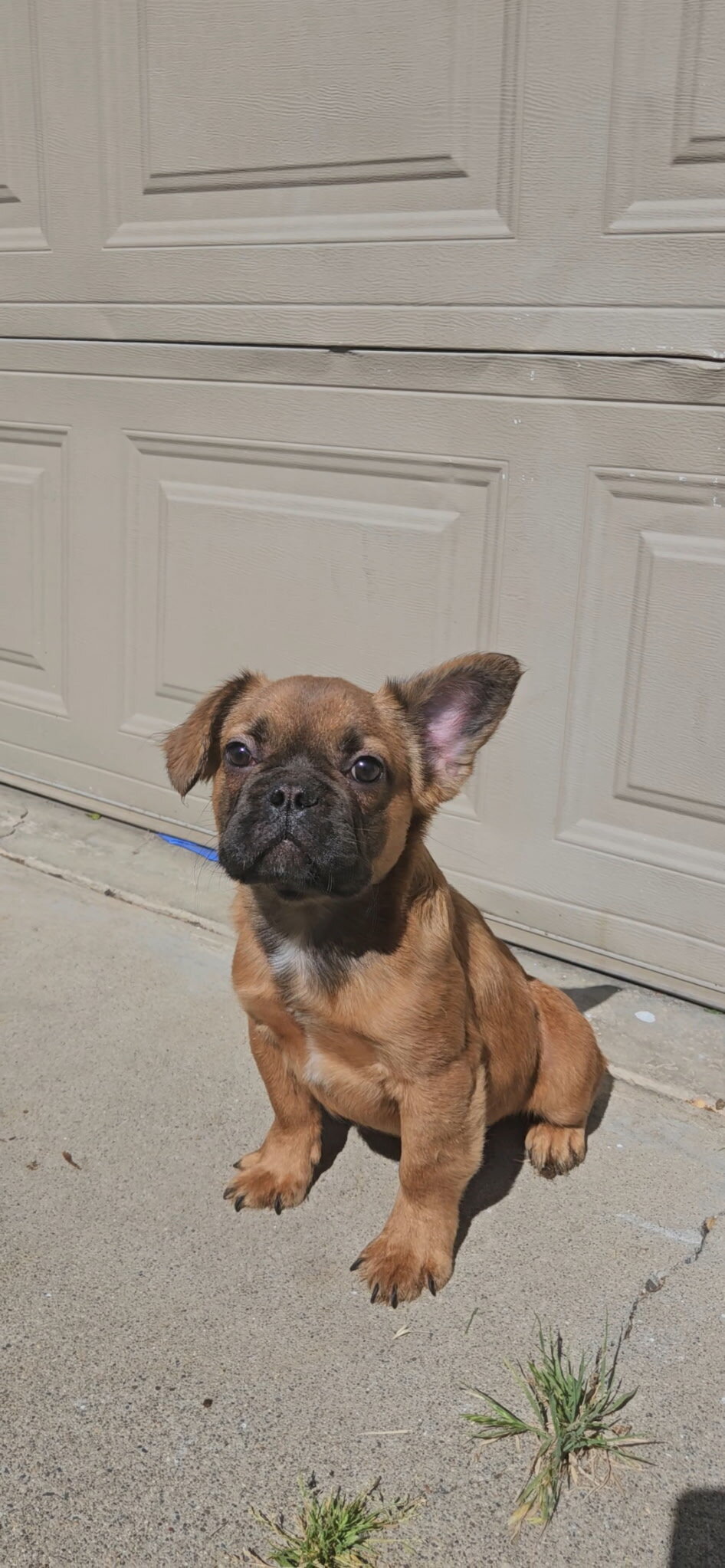 AKC Frenchie fluffy male image 1