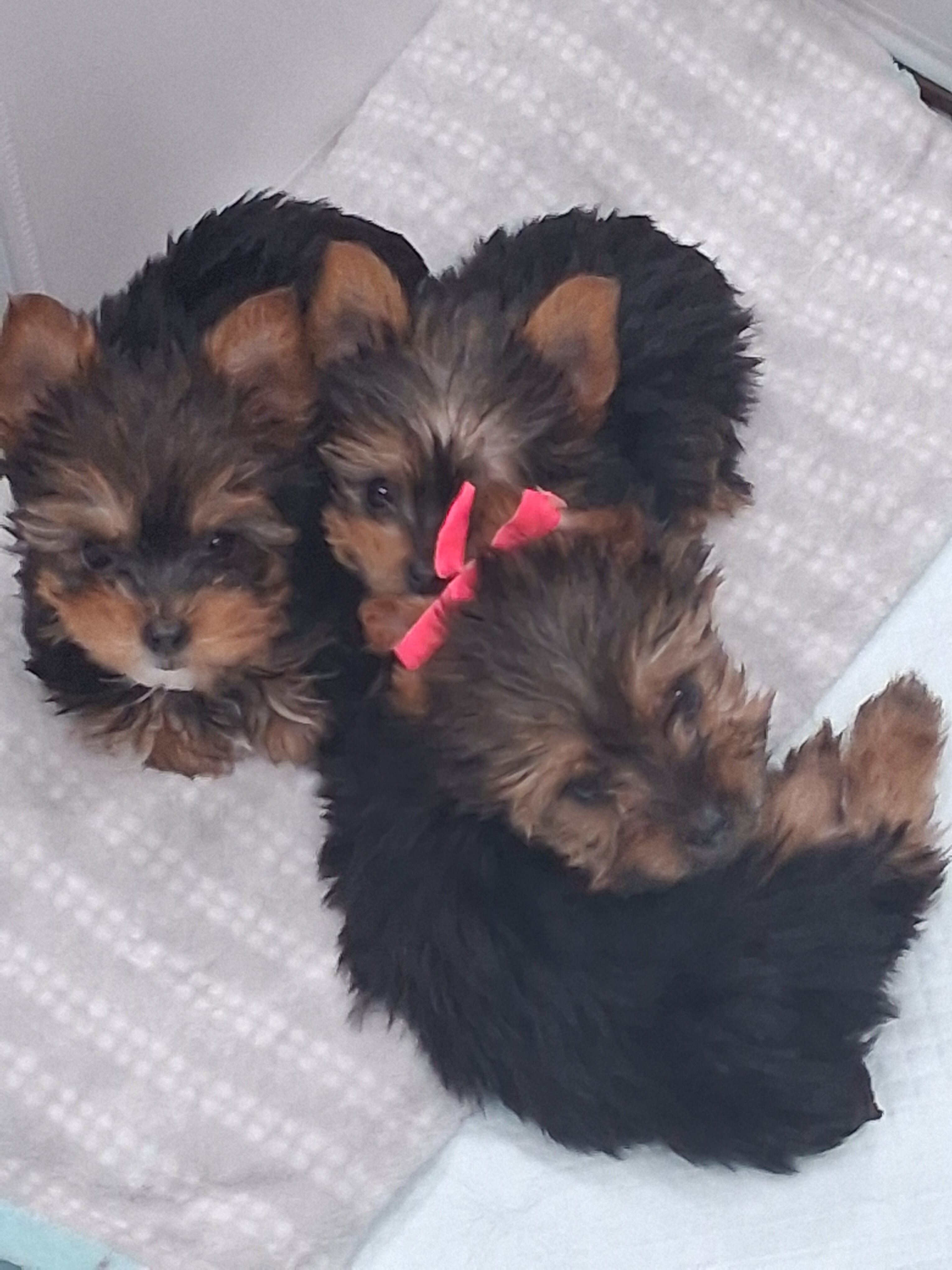 Micro tiny yorkie image 1
