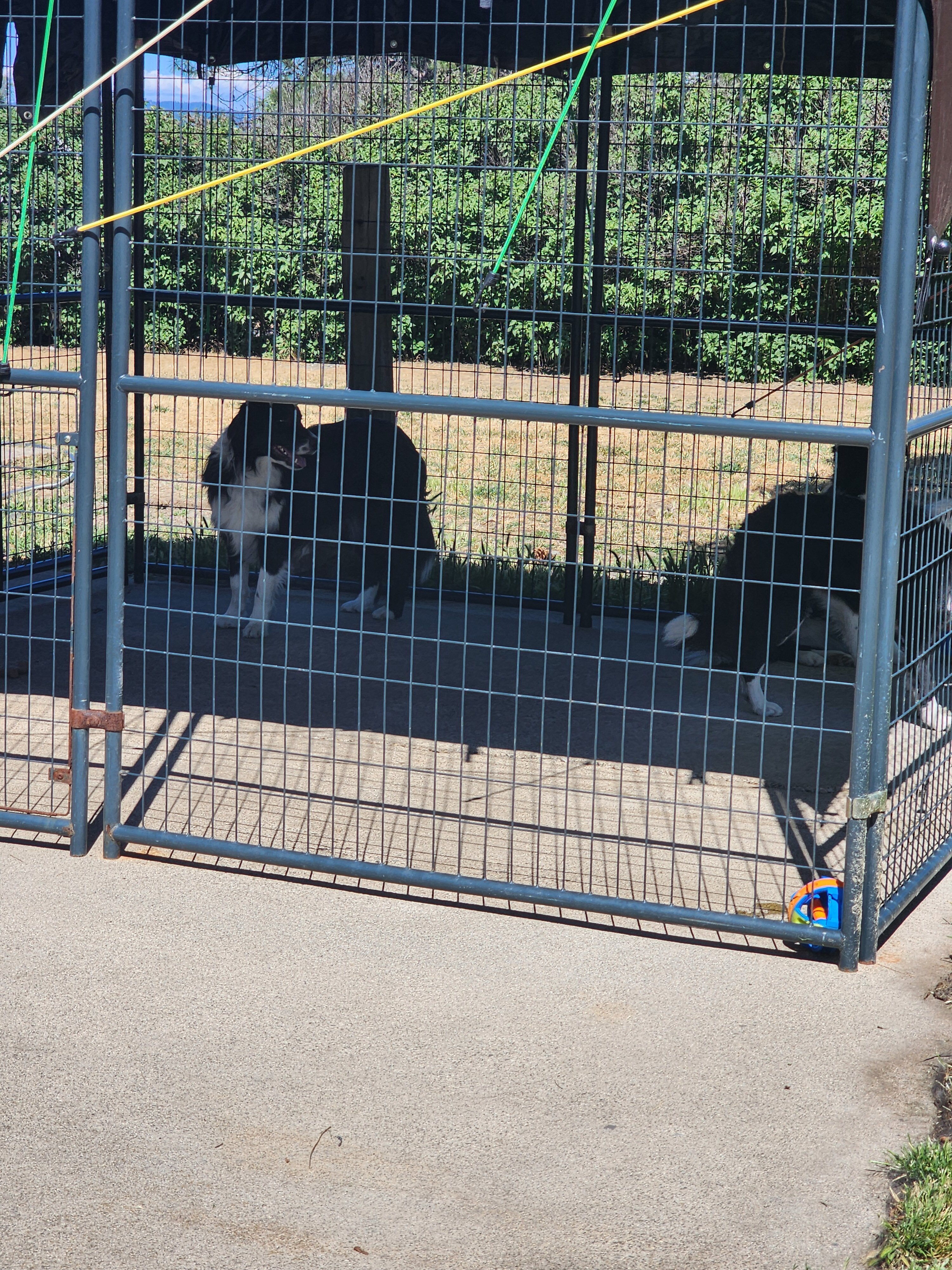 Pure Bred Border collies image 2
