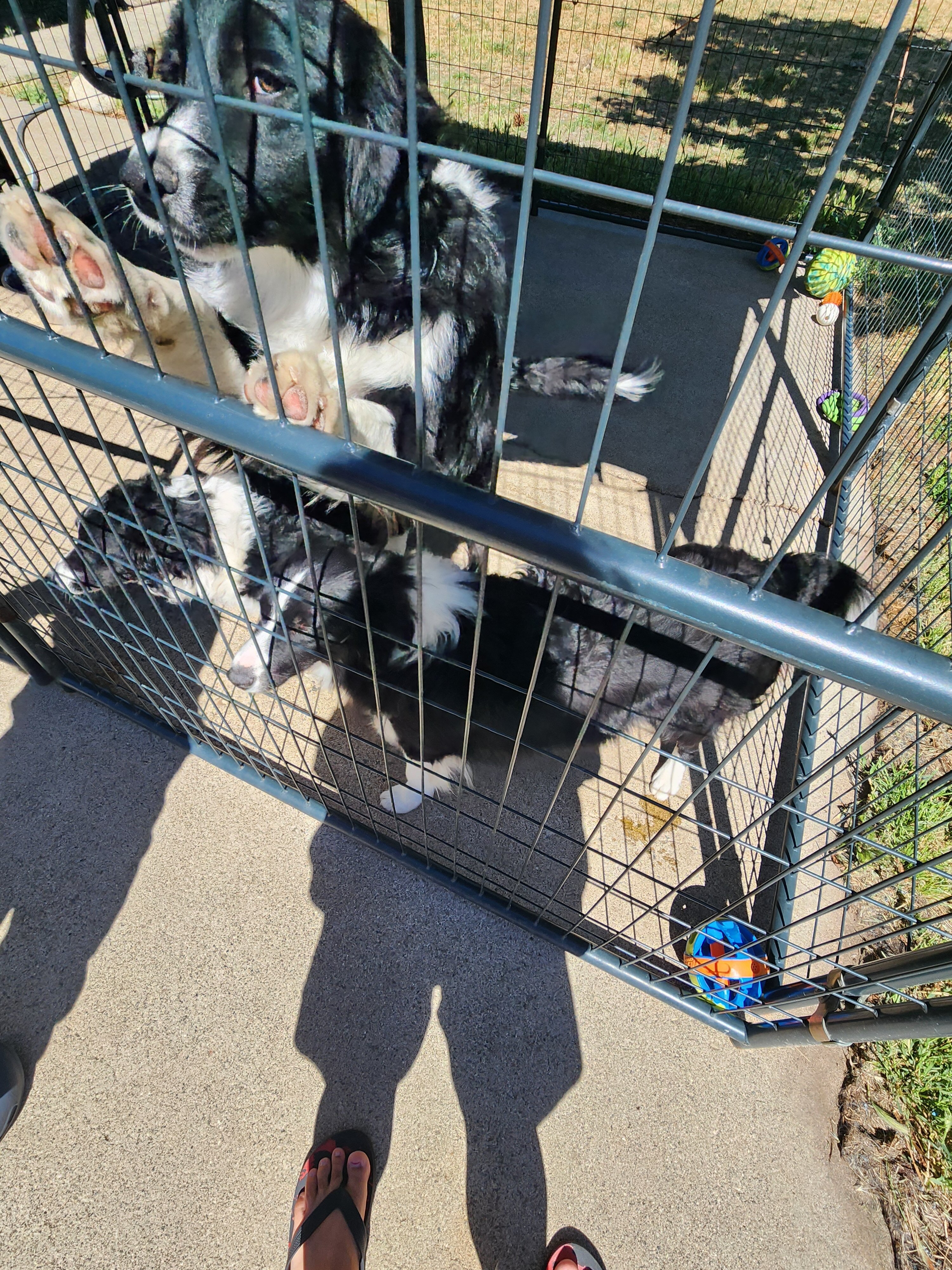 Pure Bred Border collies image 1