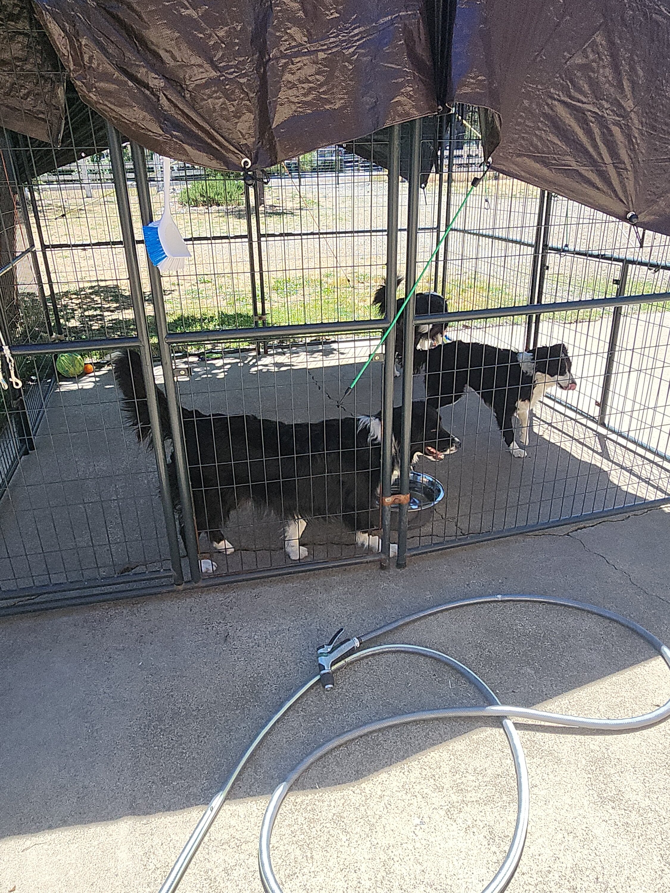 Pure Bred Border collies image 4