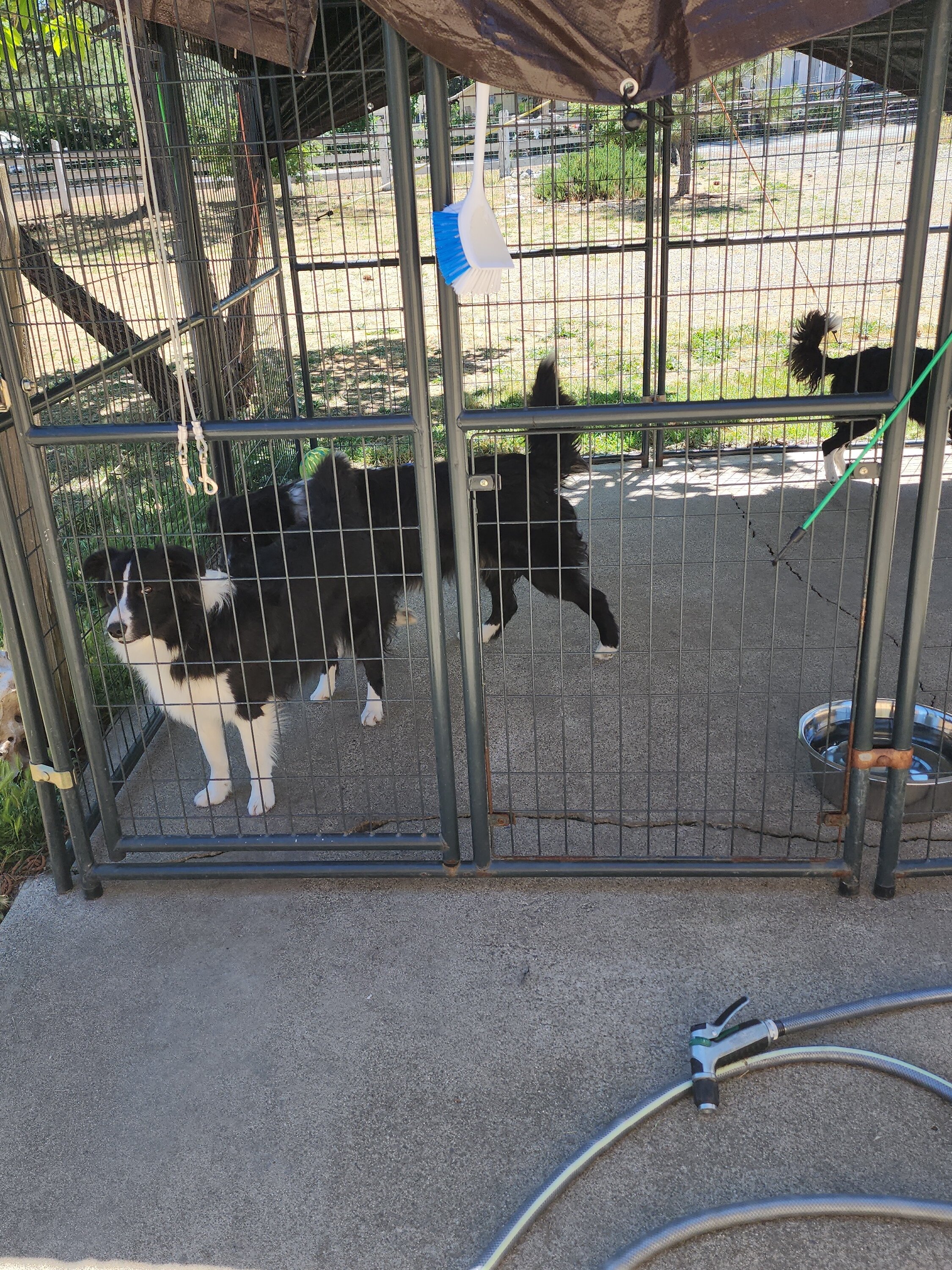 Pure Bred Border collies image 3