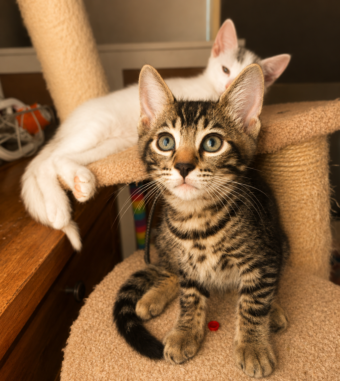 Bengal Mix Kitten image 2