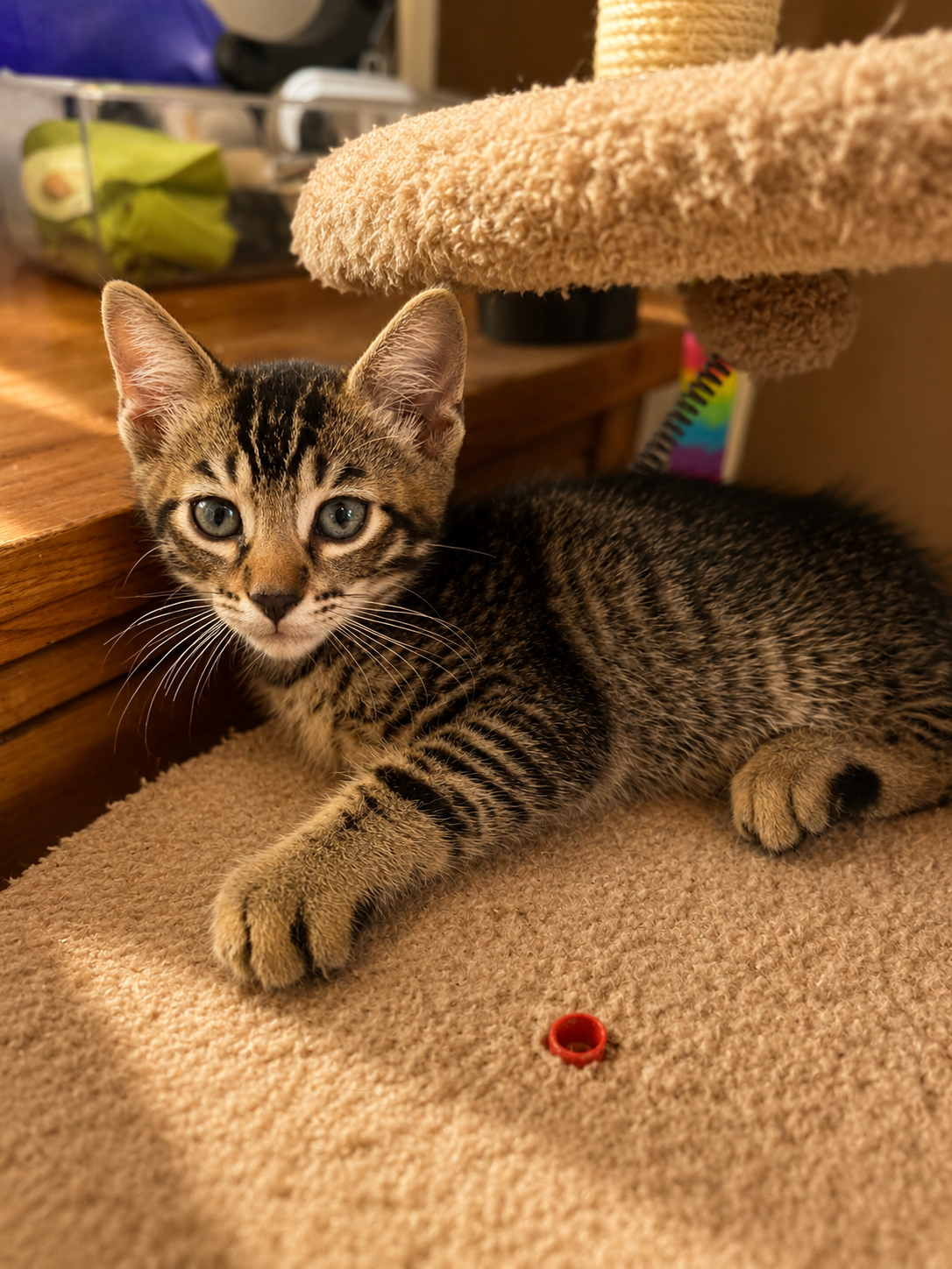 Bengal Mix Kitten image 3