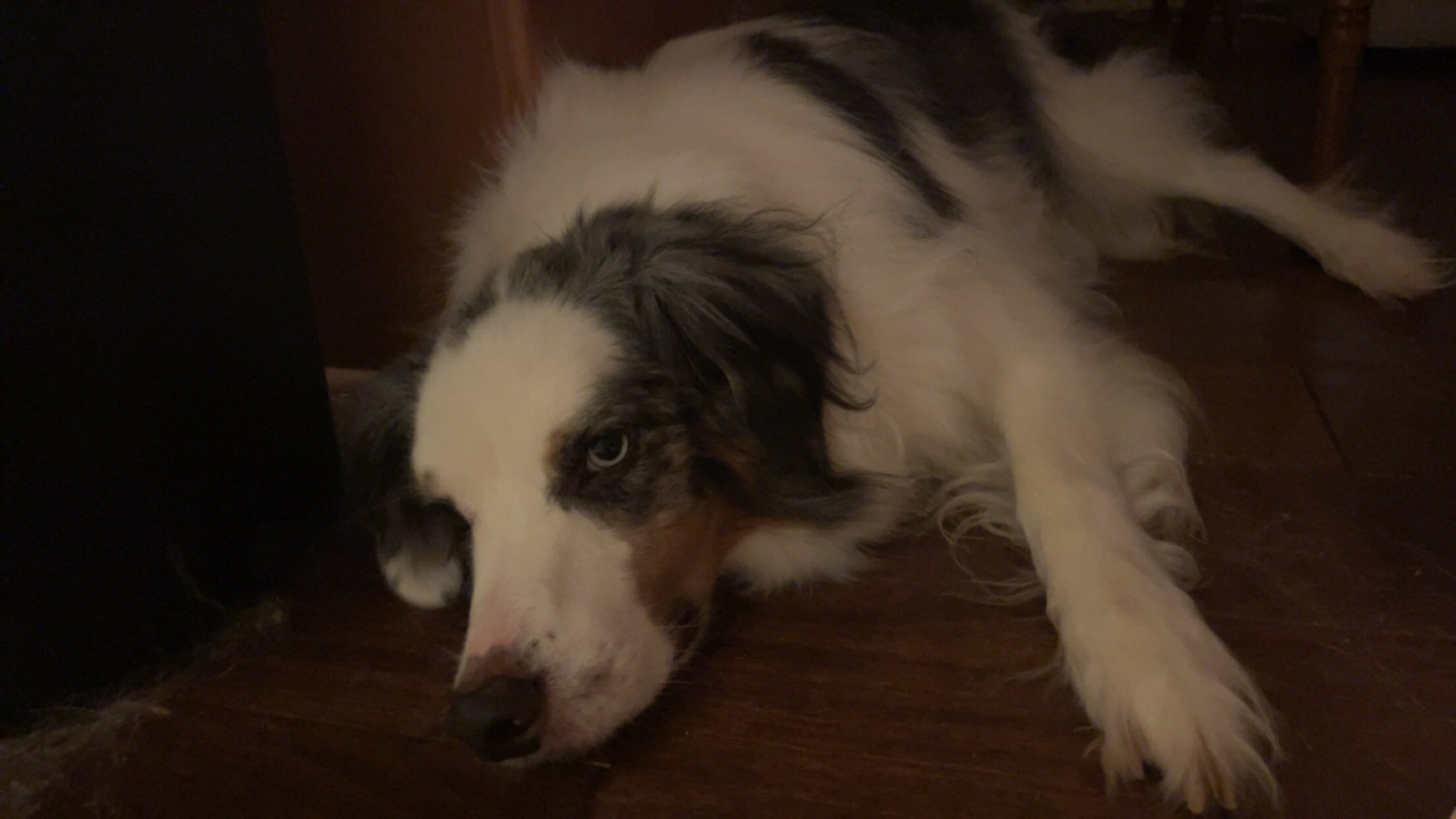 Fixed Male Purebred Australian Shepherd image 4